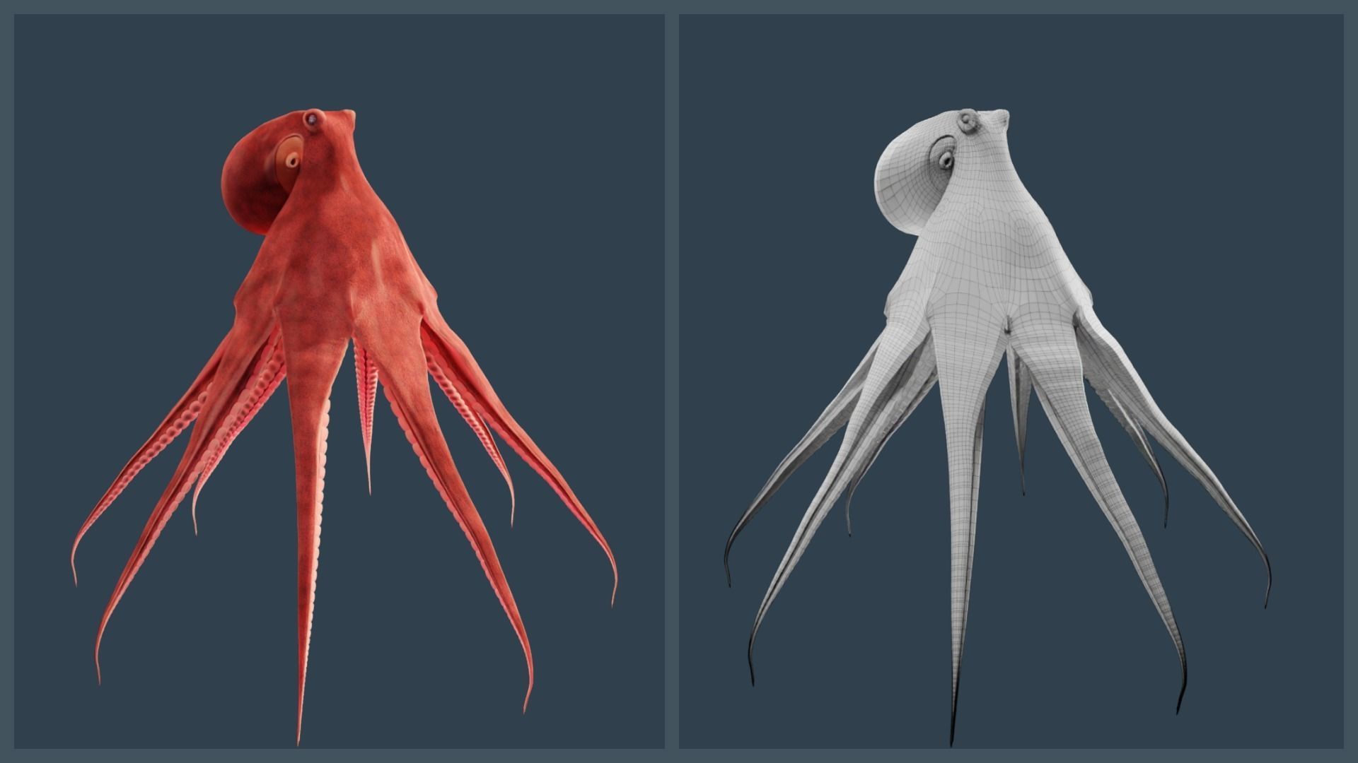 Animated Giant Pacific Octopus Low-poly 3D model_18
