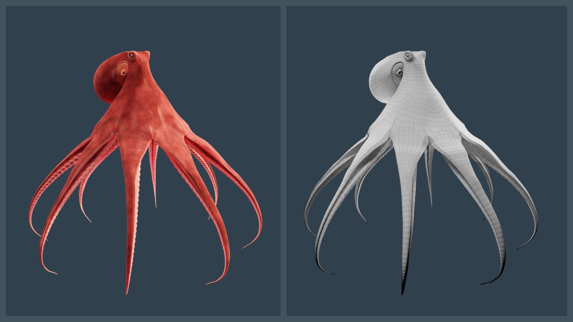 Animated Giant Pacific Octopus Low-poly 3D model_17