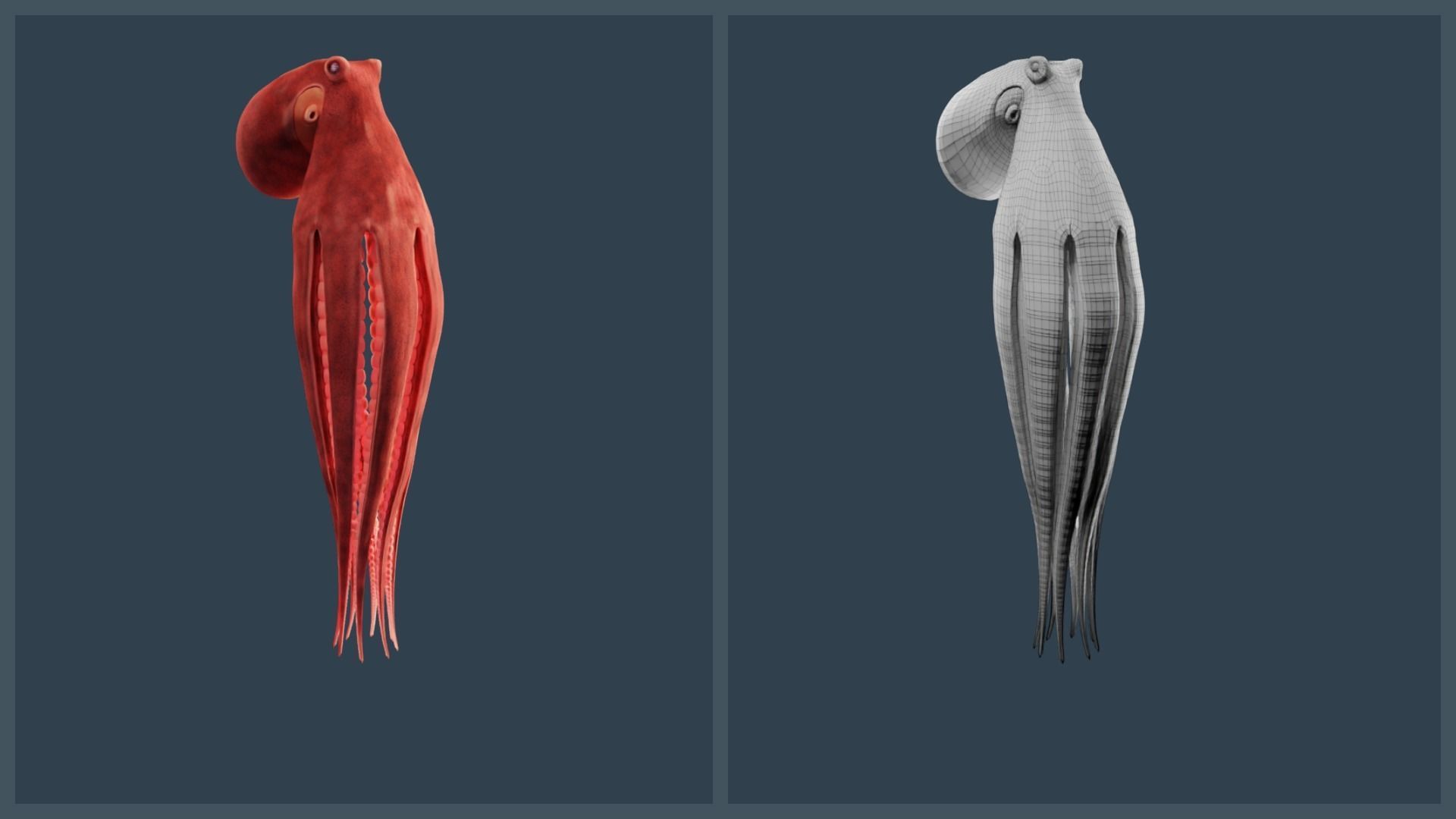 Animated Giant Pacific Octopus Low-poly 3D model_10