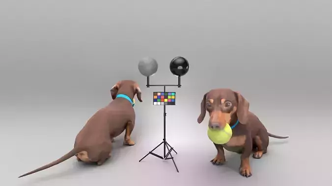 Dachshund dog playing with toy 31