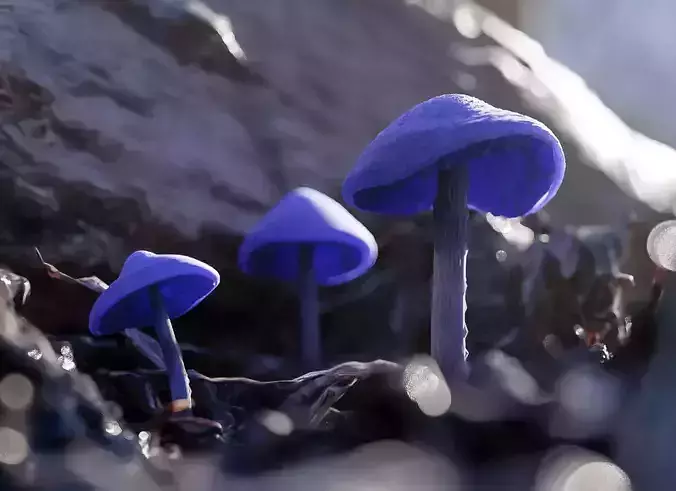 Blue Mushroom