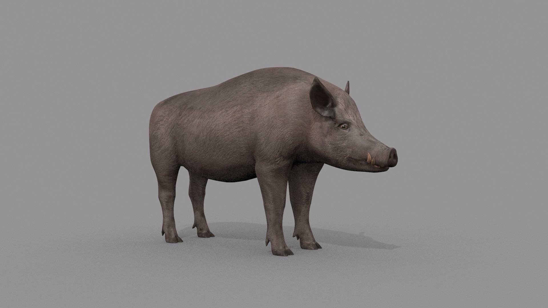 Boar Javali attacker pig - animated 3d fur model 3D model_20