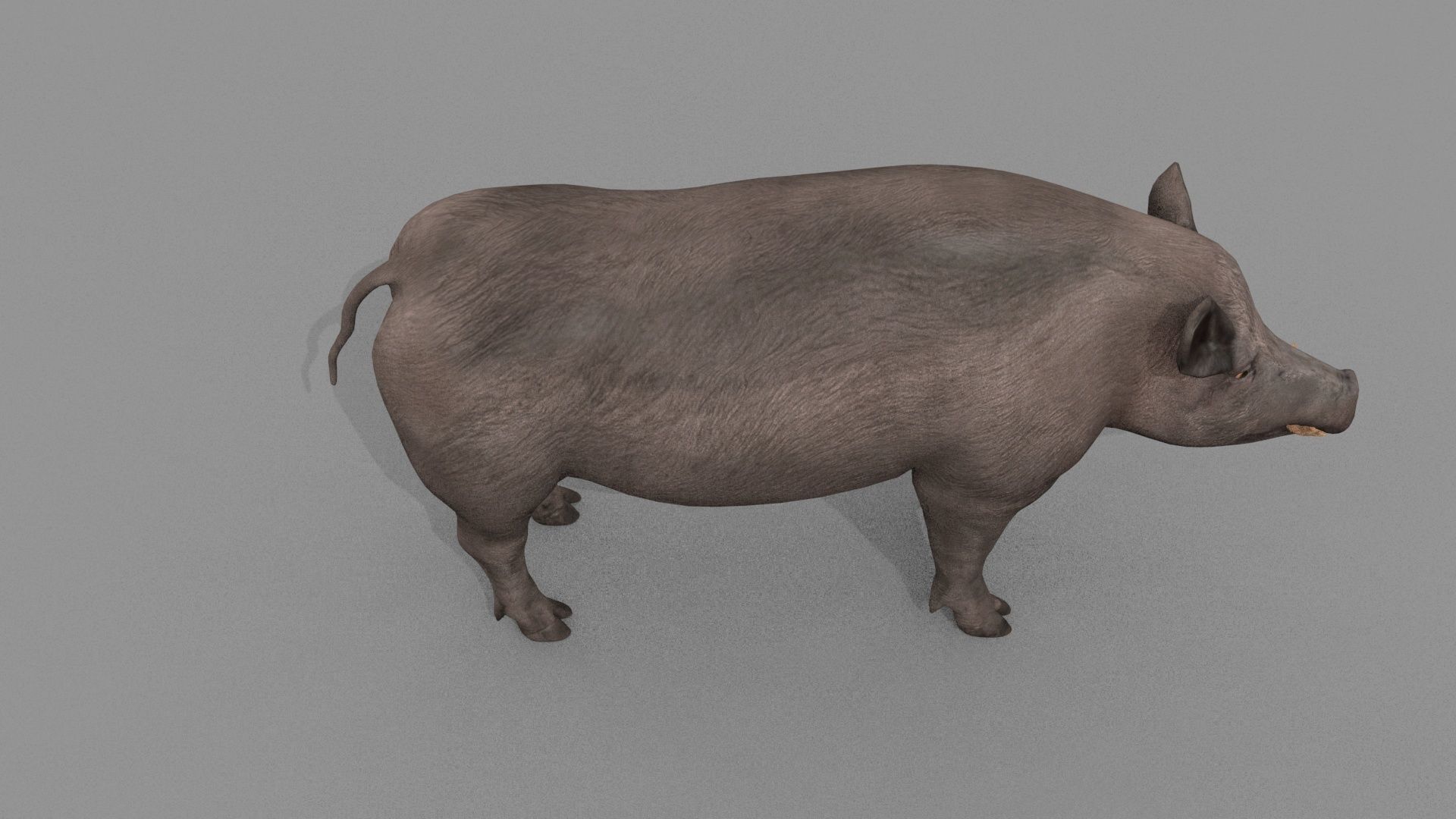 Boar Javali attacker pig - animated 3d fur model 3D model_12