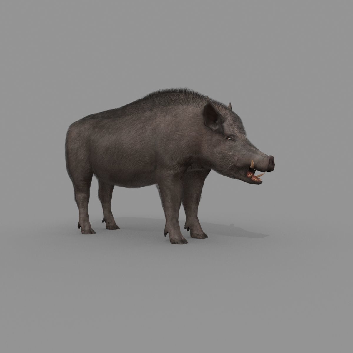Boar Javali attacker pig - animated 3d fur model 3D model_10