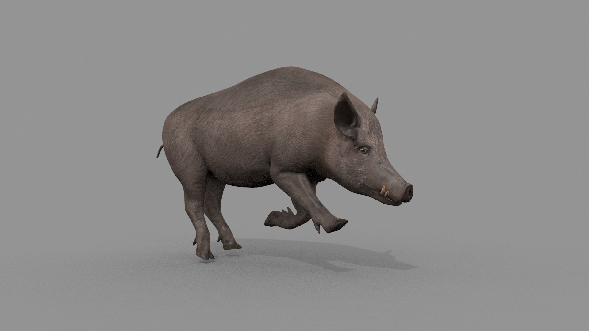 Boar Javali attacker pig - animated 3d fur model 3D model_22