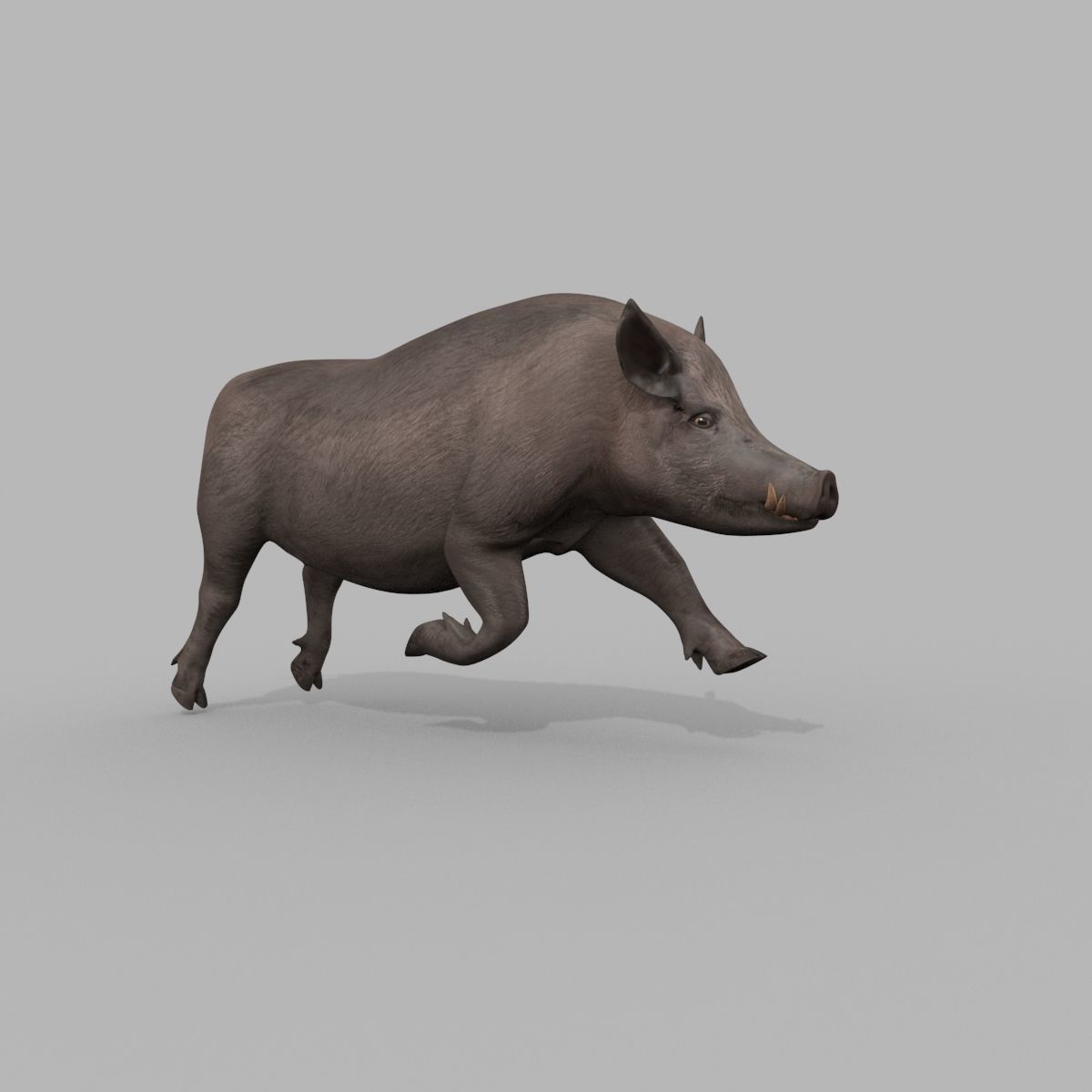 Boar Javali attacker pig - animated 3d fur model 3D model_19