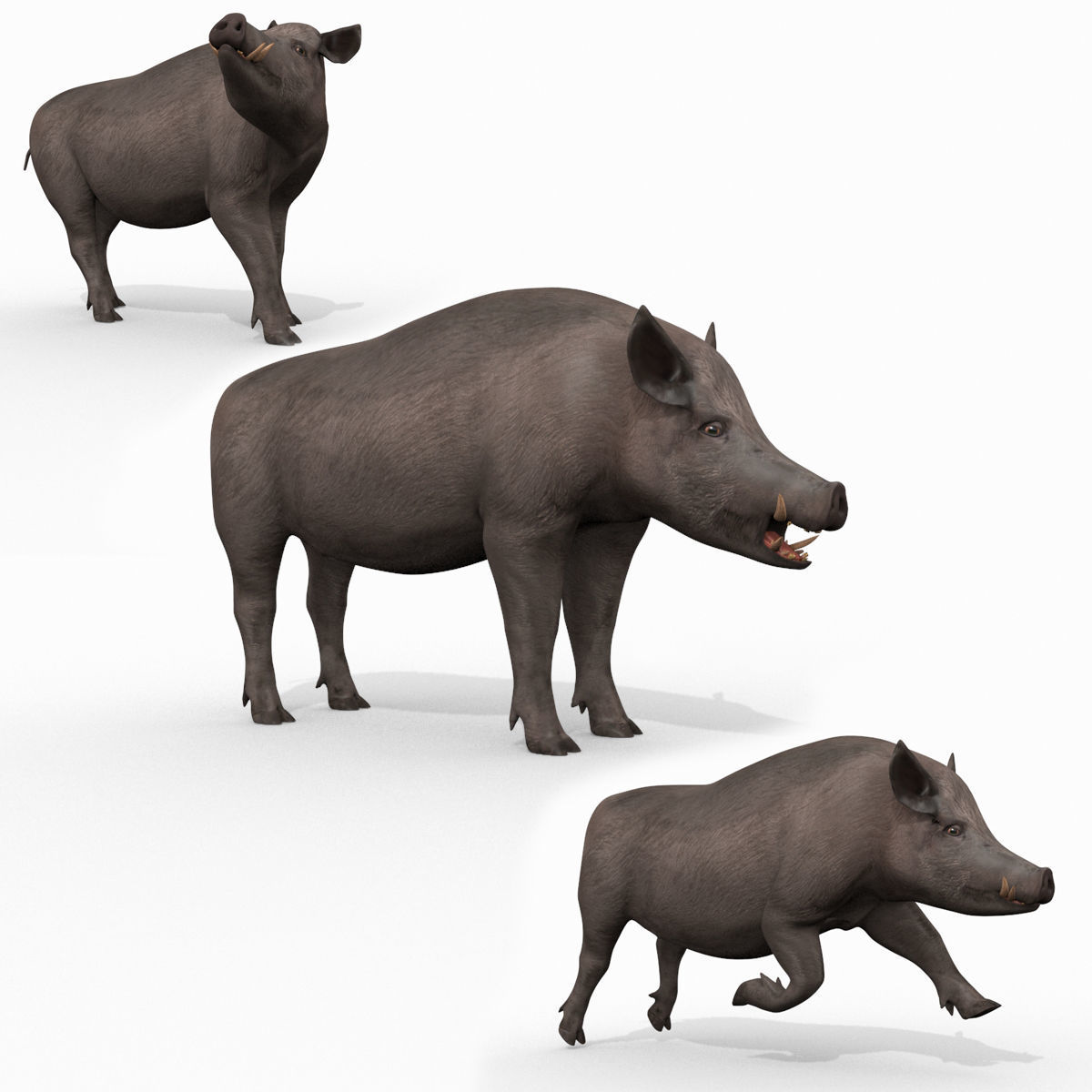 Boar Javali attacker pig - animated 3d fur model 3D model_11