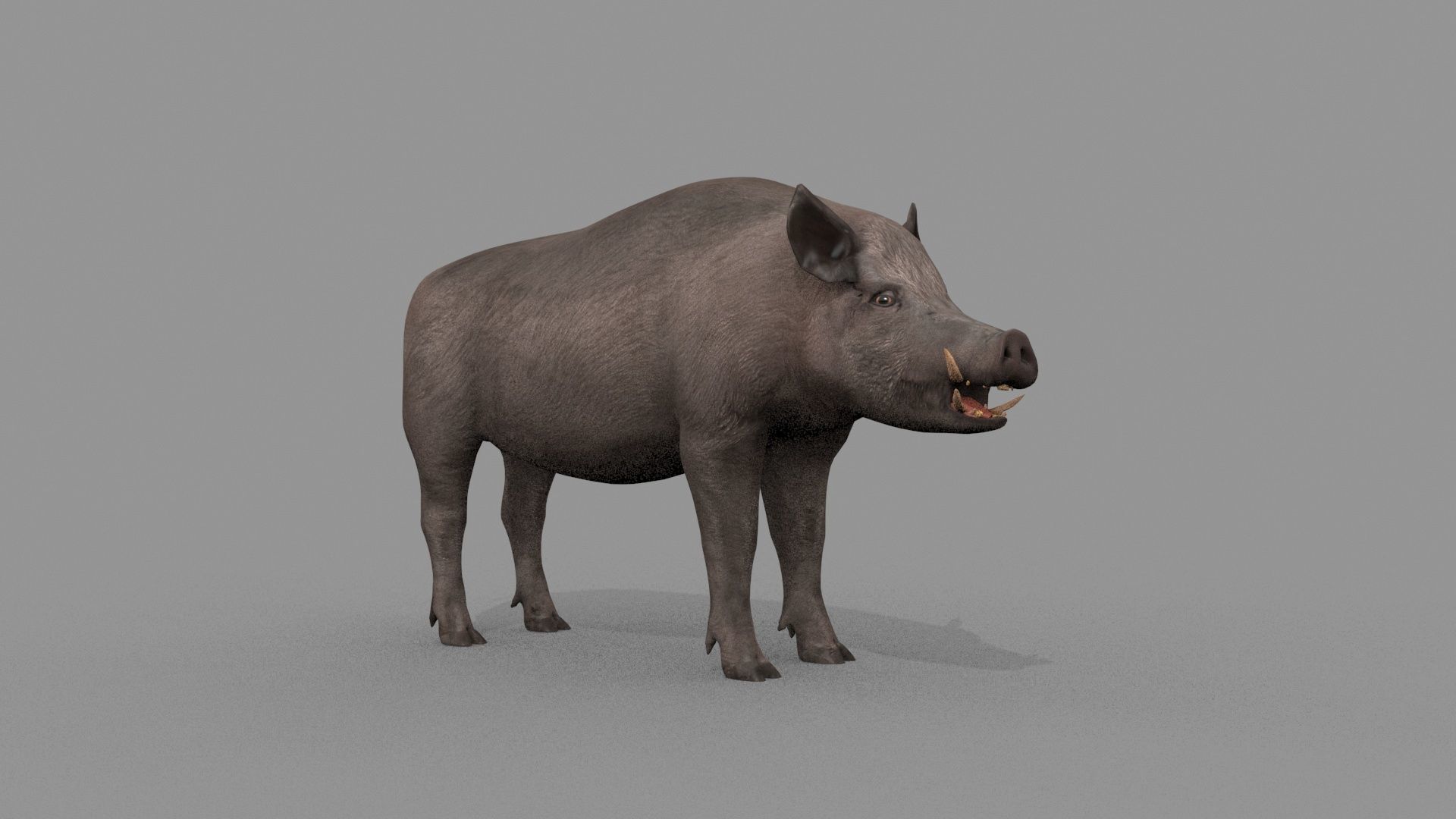 Boar Javali attacker pig - animated 3d fur model 3D model_23