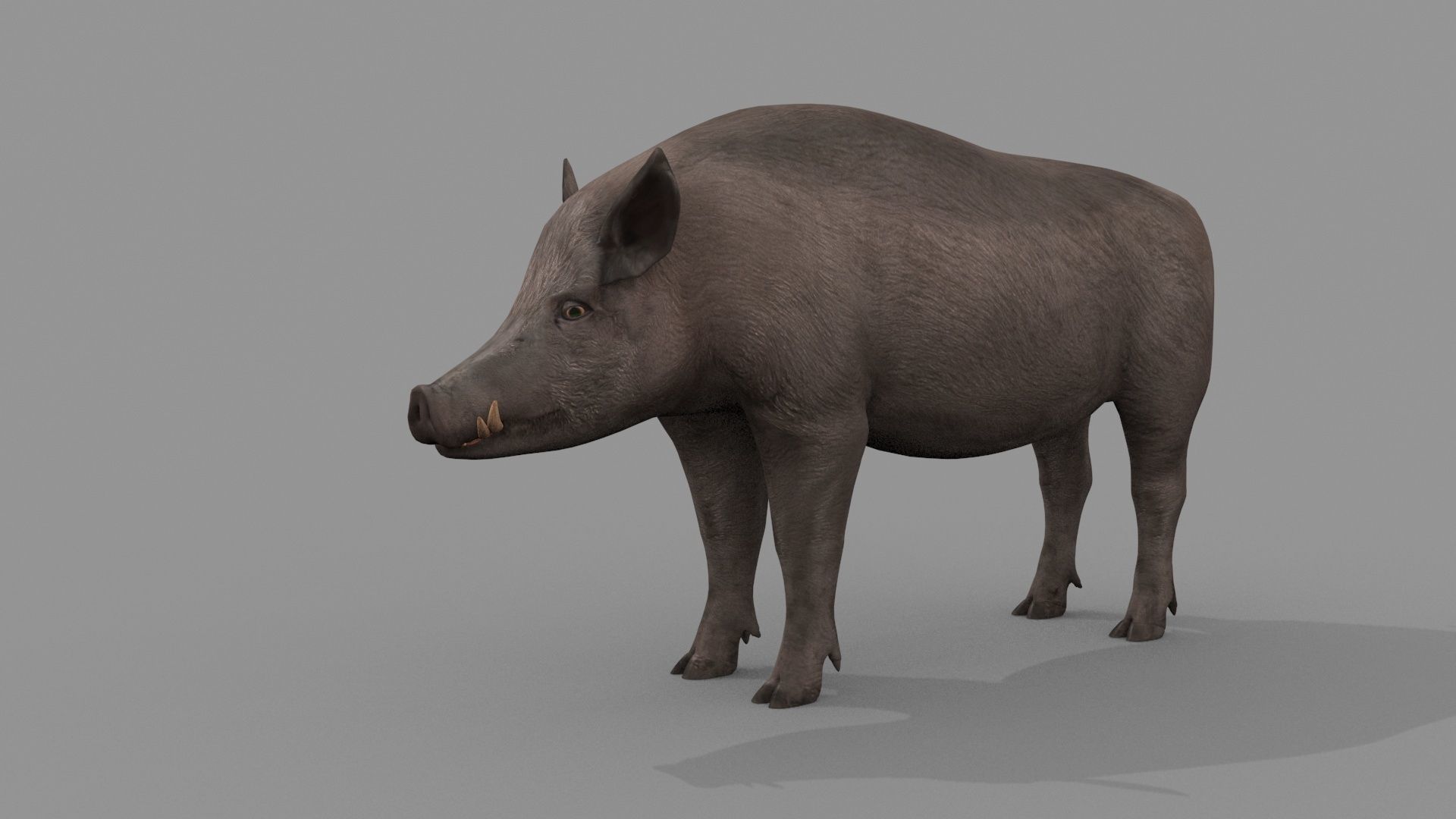 Boar Javali attacker pig - animated 3d fur model 3D model_14