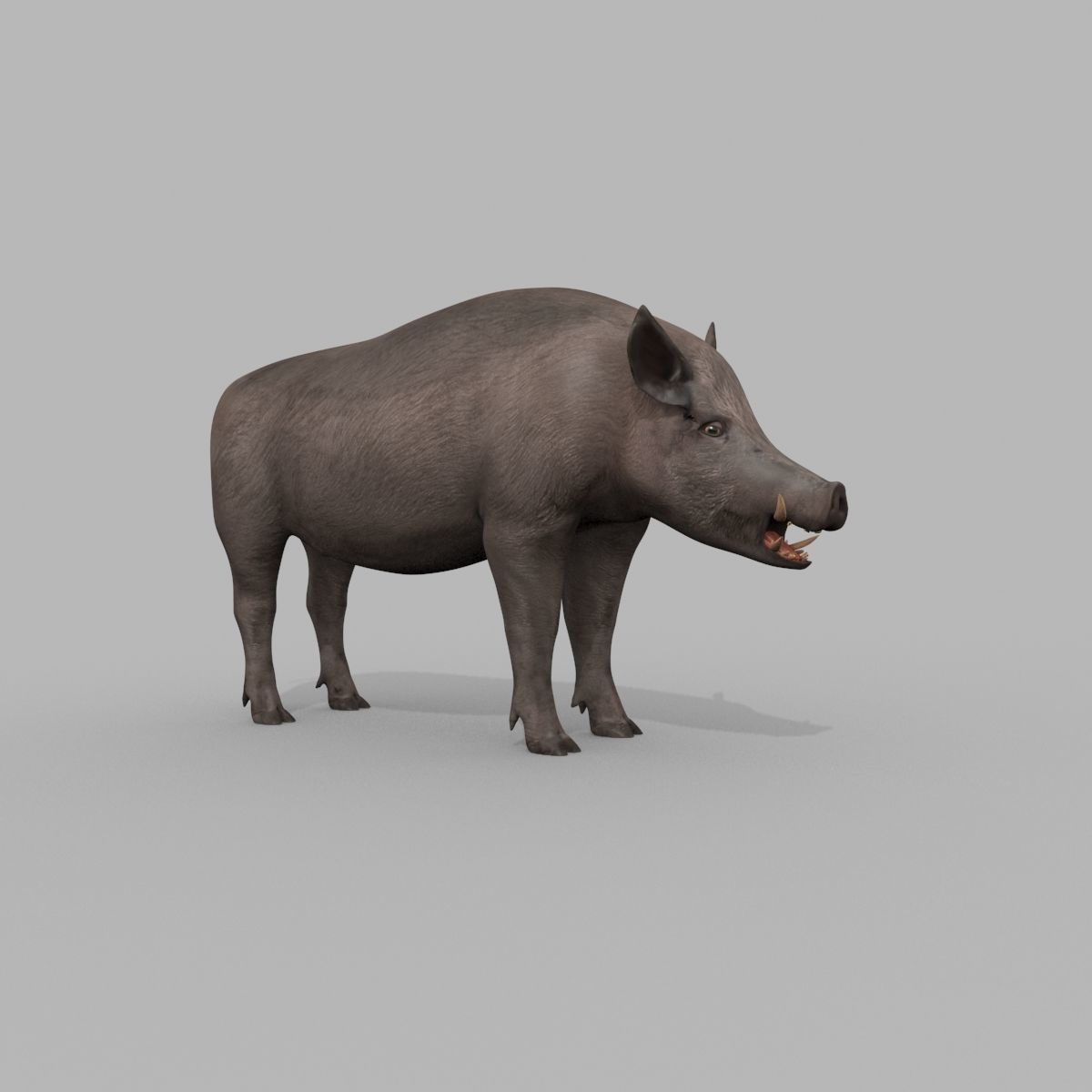 Boar Javali attacker pig - animated 3d fur model 3D model_17