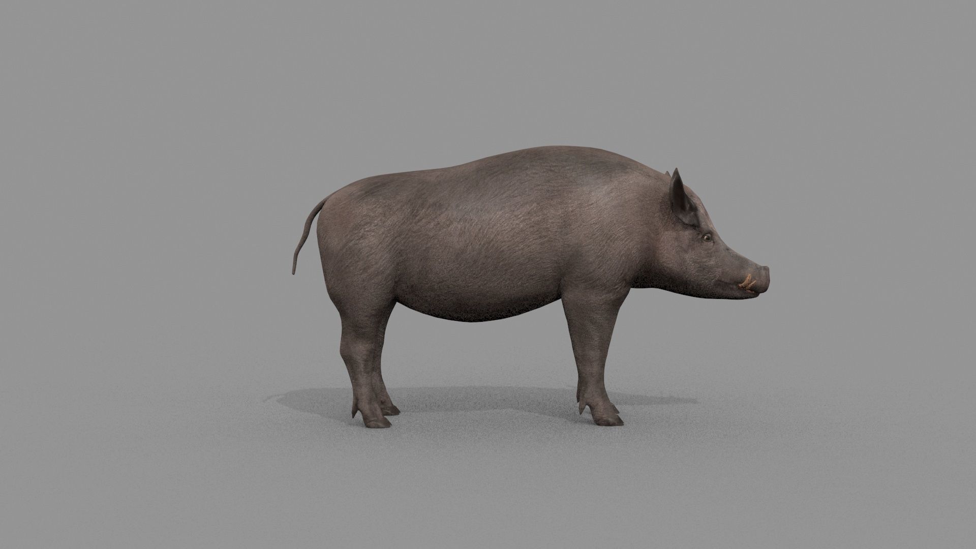 Boar Javali attacker pig - animated 3d fur model 3D model_13