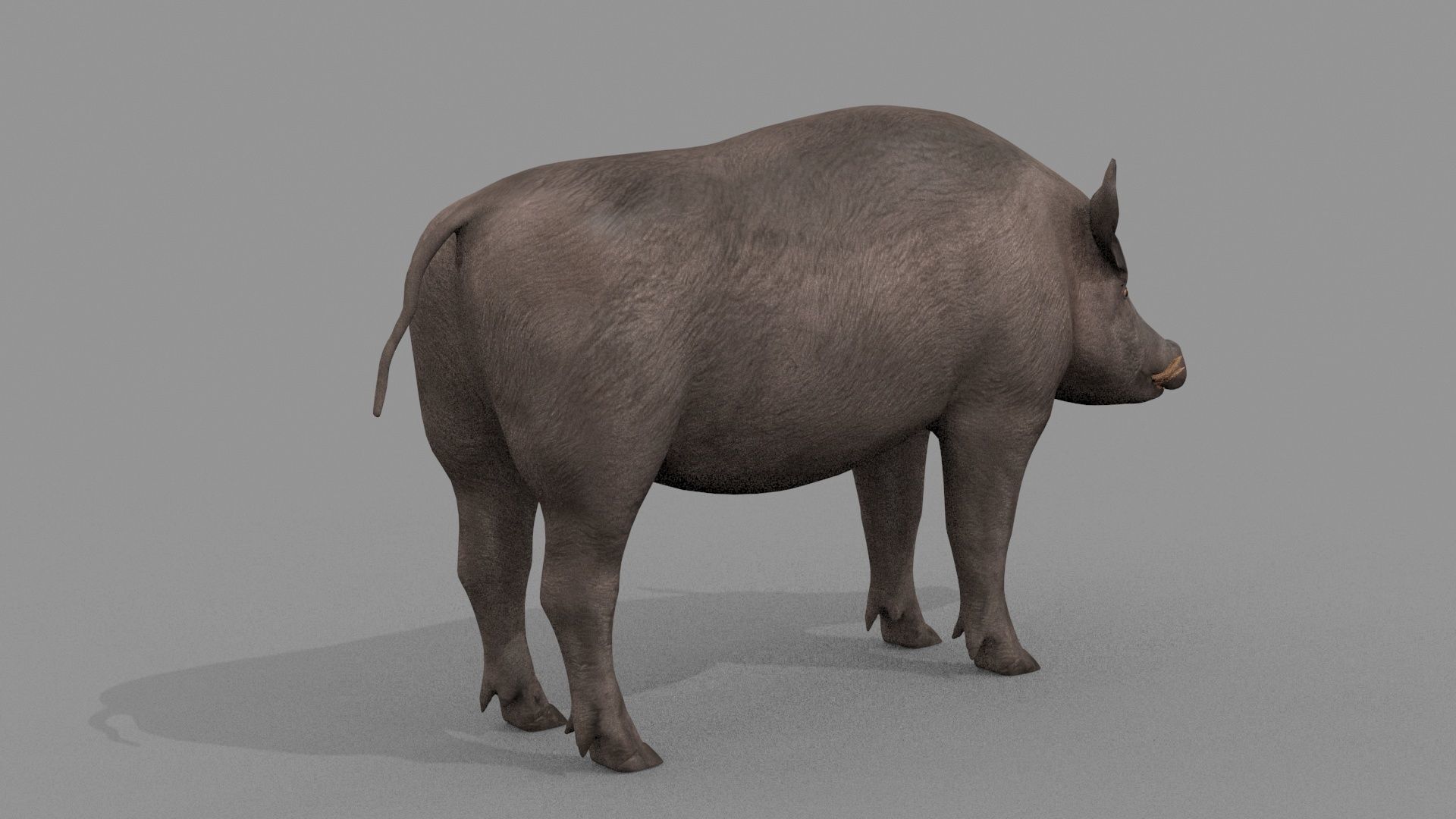 Boar Javali attacker pig - animated 3d fur model 3D model_24