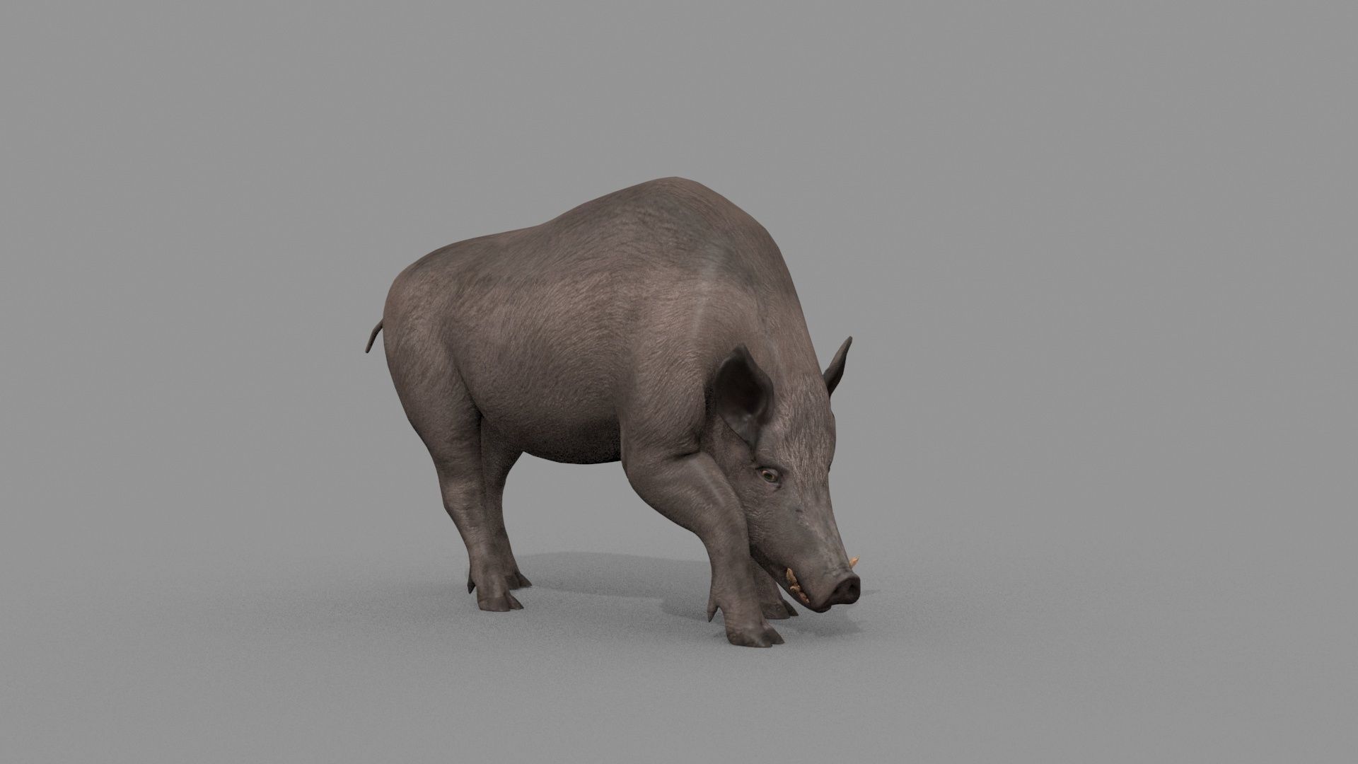 Boar Javali attacker pig - animated 3d fur model 3D model_21
