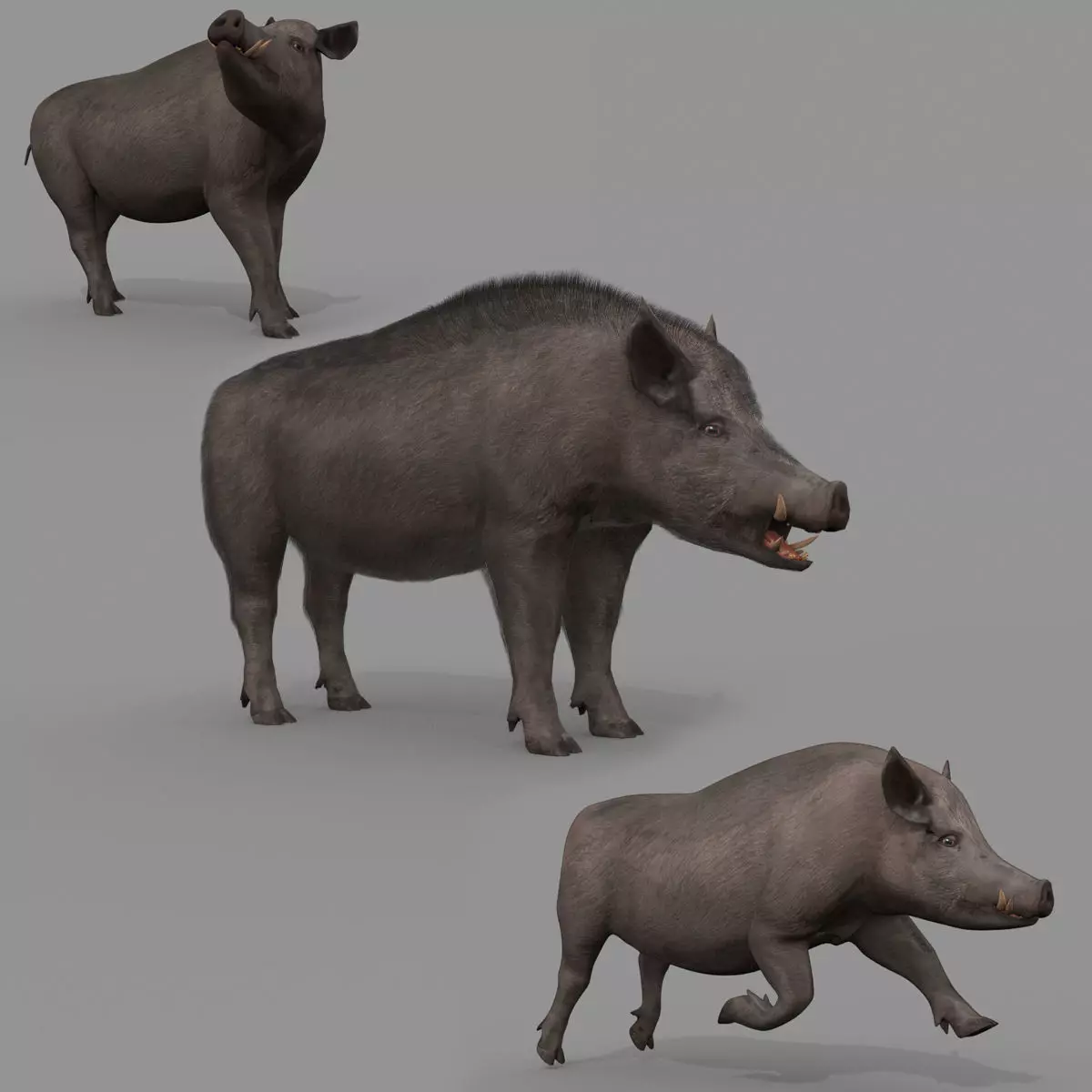 Boar Javali attacker pig - animated 3d fur model 3D model_0