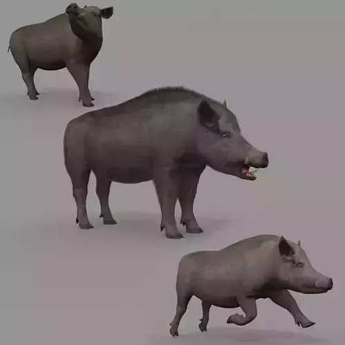 Boar Javali attacker pig - animated 3d fur model 3D model
