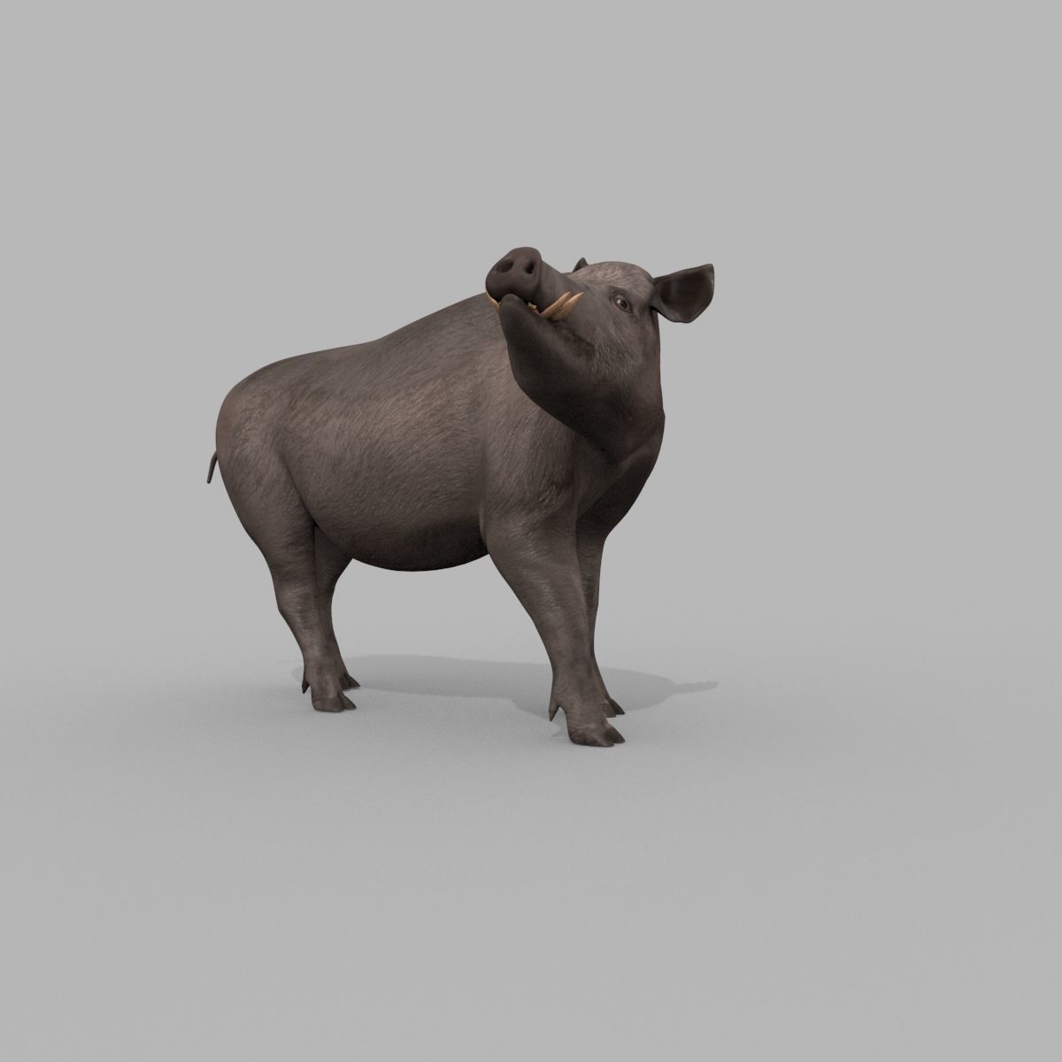Boar Javali attacker pig - animated 3d fur model 3D model_18