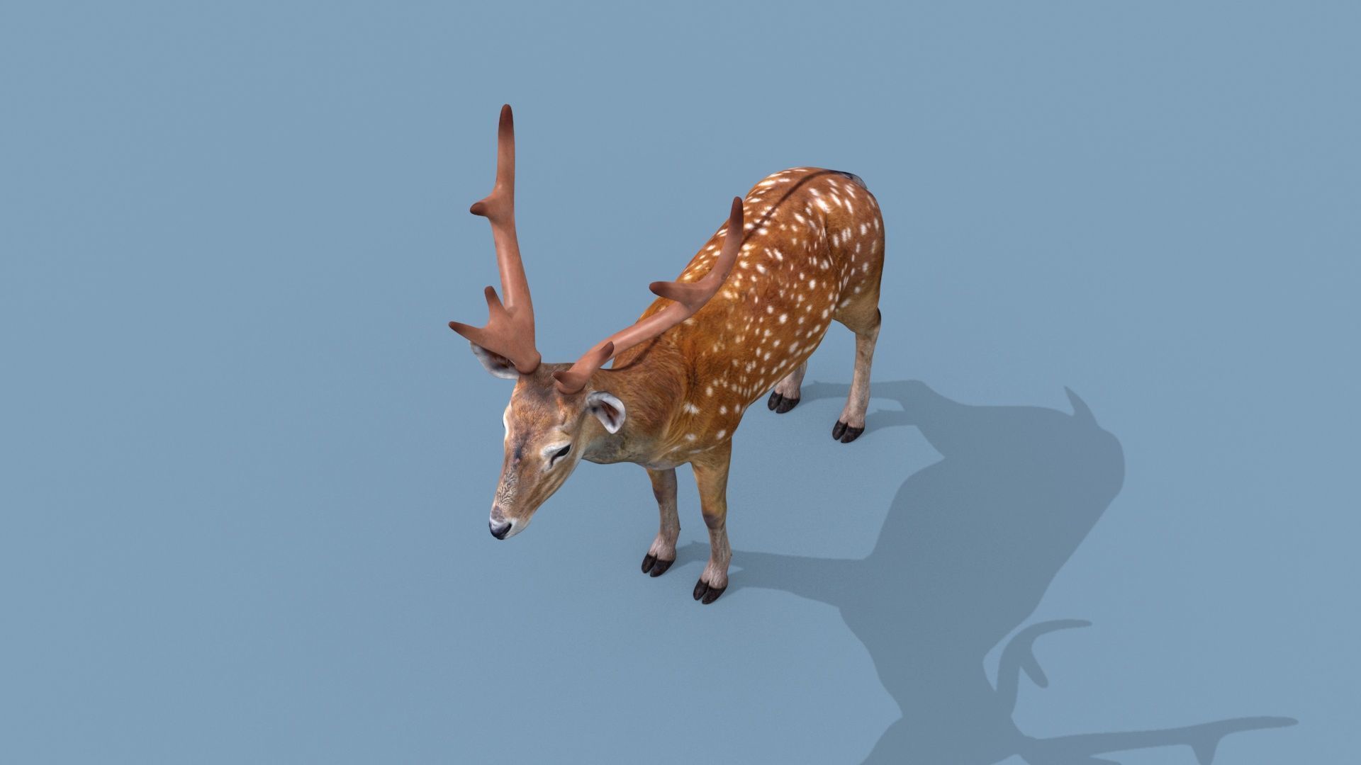 Farm and Forest Animal Pack HD - Animated 3D model_152