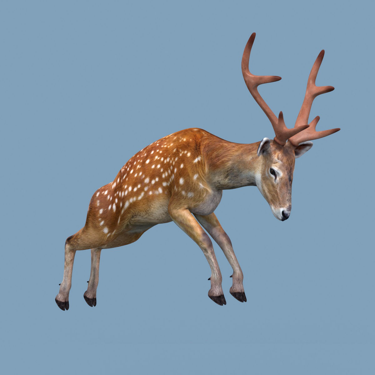 Farm and Forest Animal Pack HD - Animated 3D model_149