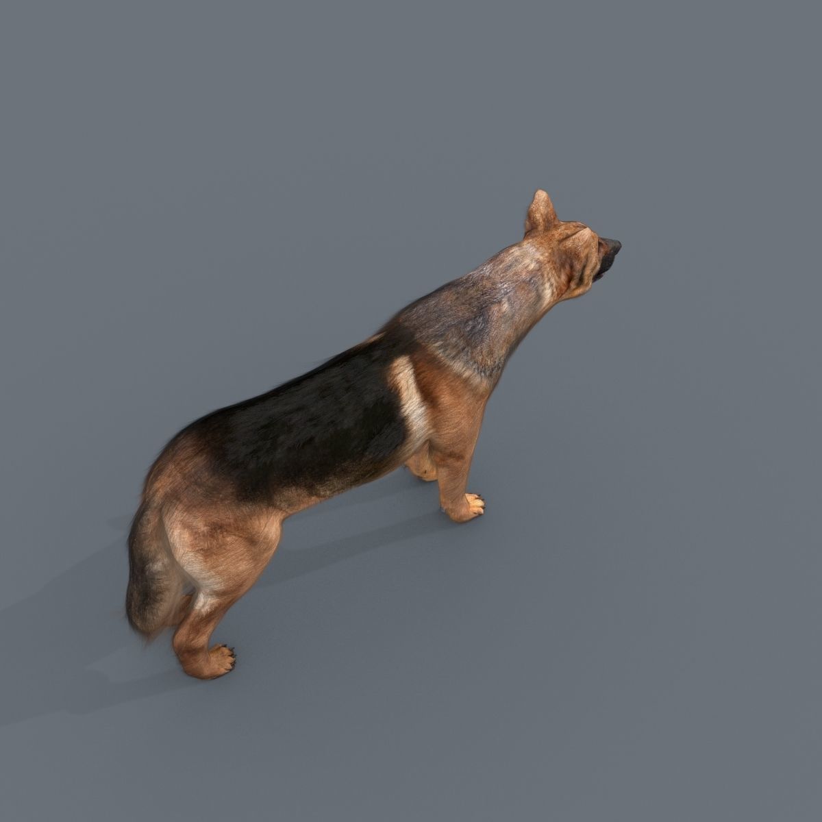 Farm and Forest Animal Pack HD - Animated 3D model_34