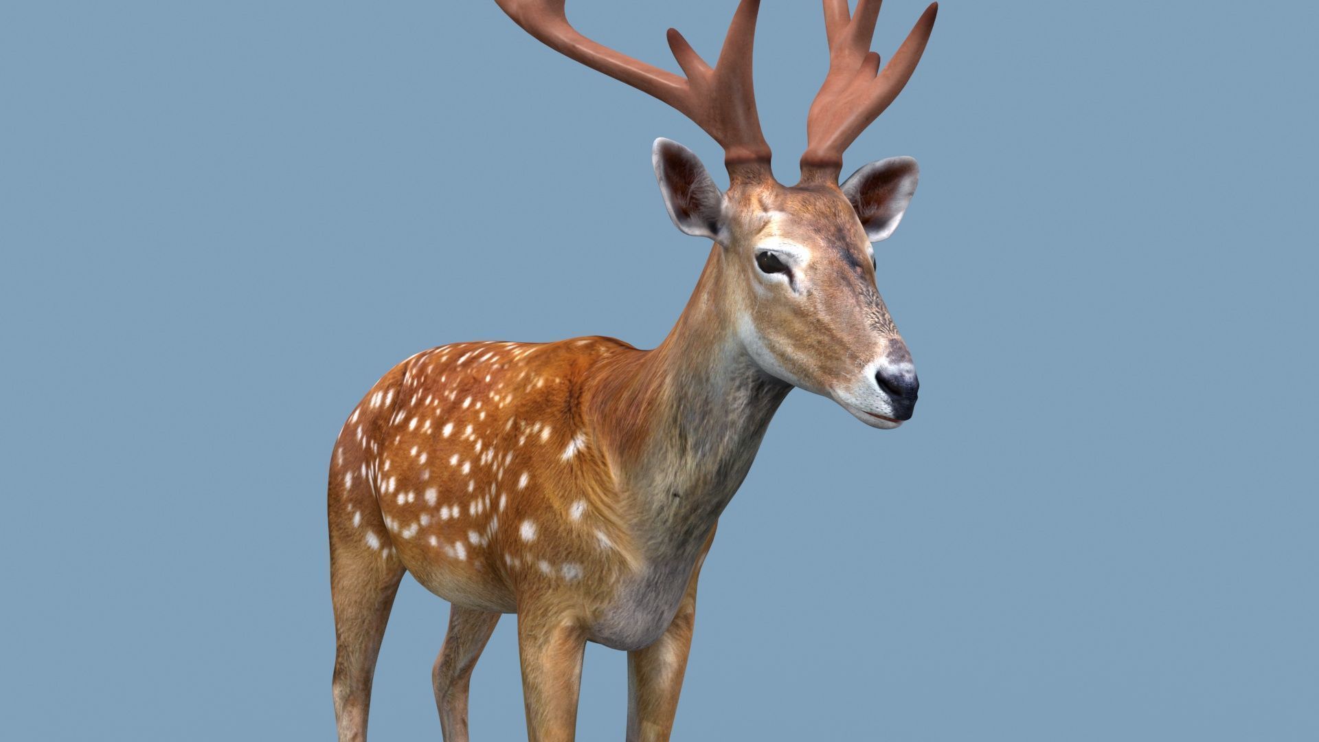 Farm and Forest Animal Pack HD - Animated 3D model_150