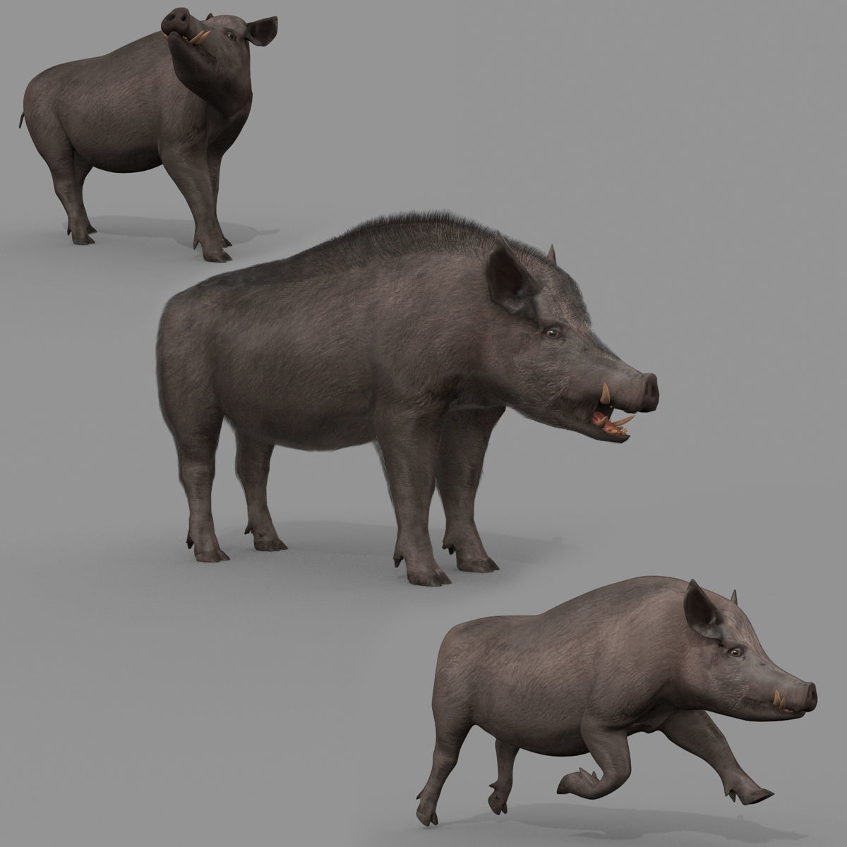 Farm and Forest Animal Pack HD - Animated 3D model_80