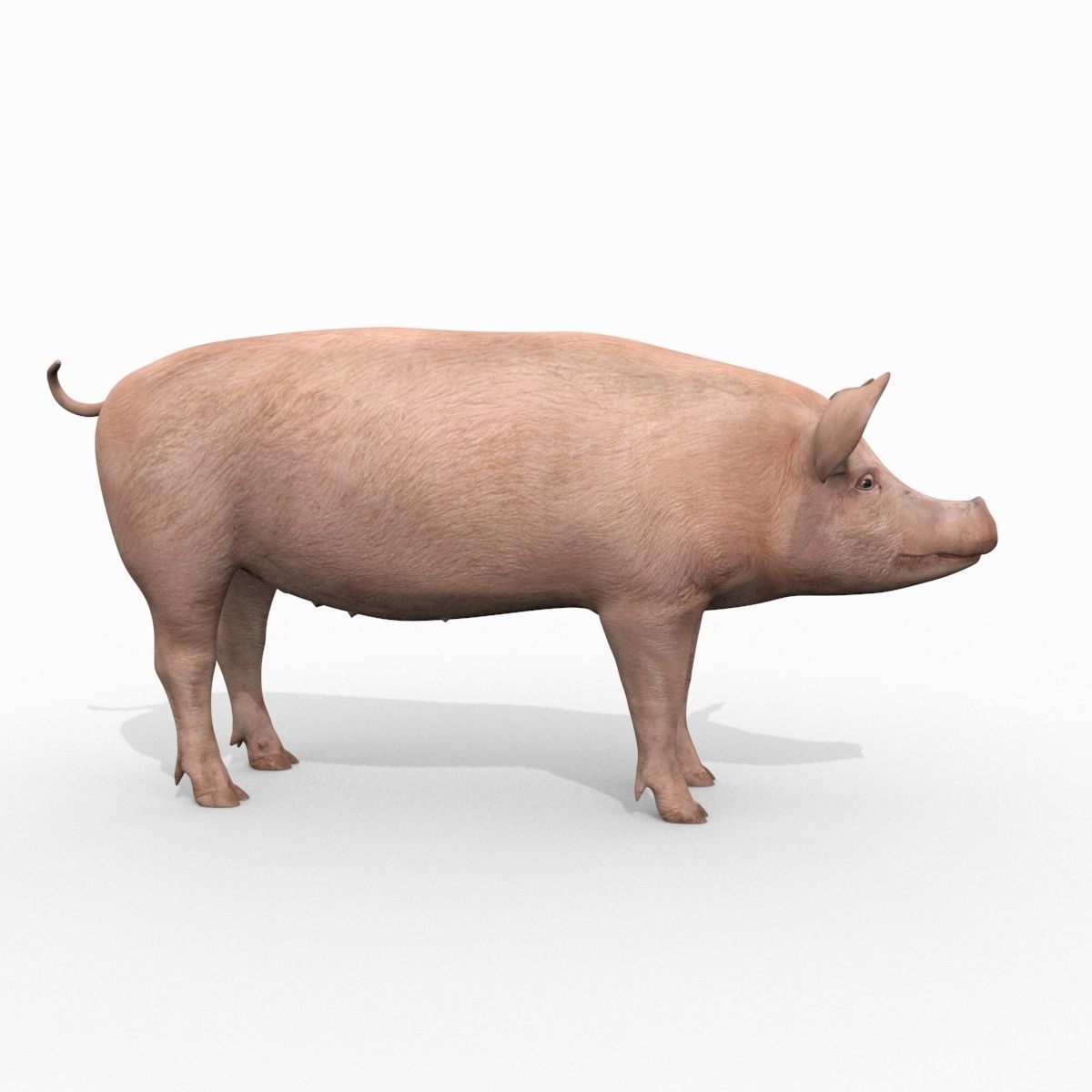 Farm and Forest Animal Pack HD - Animated 3D model_105