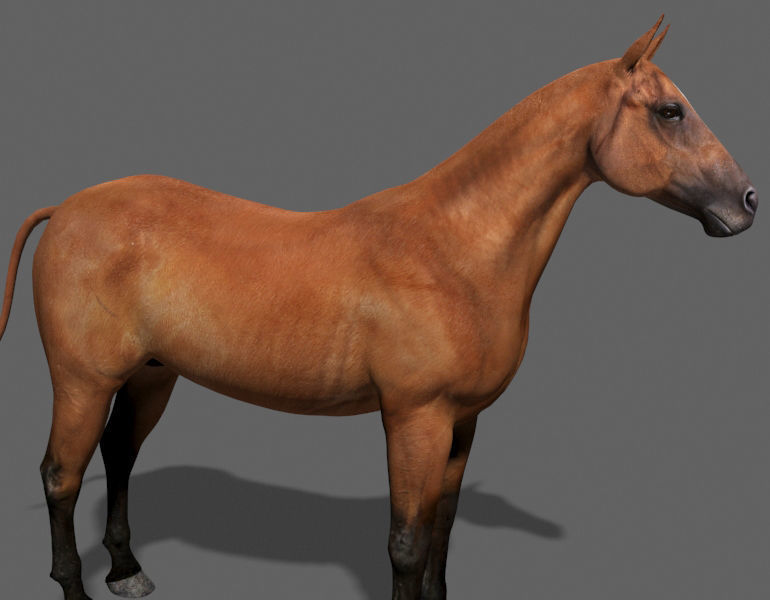 Farm and Forest Animal Pack HD - Animated 3D model_9