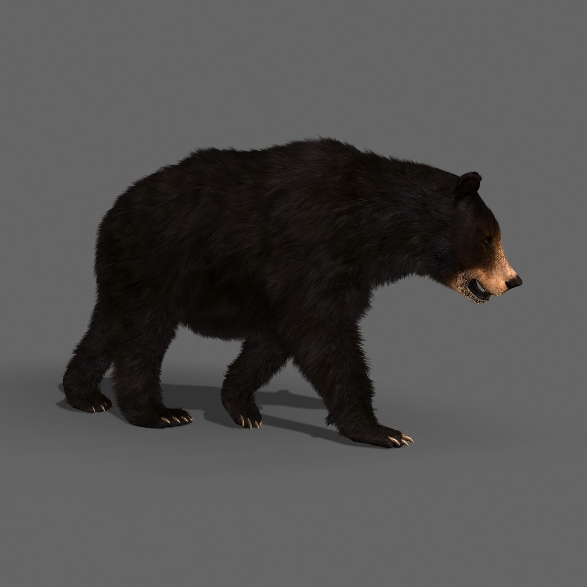 Farm and Forest Animal Pack HD - Animated 3D model_94