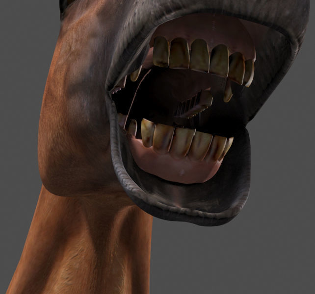 Farm and Forest Animal Pack HD - Animated 3D model_13