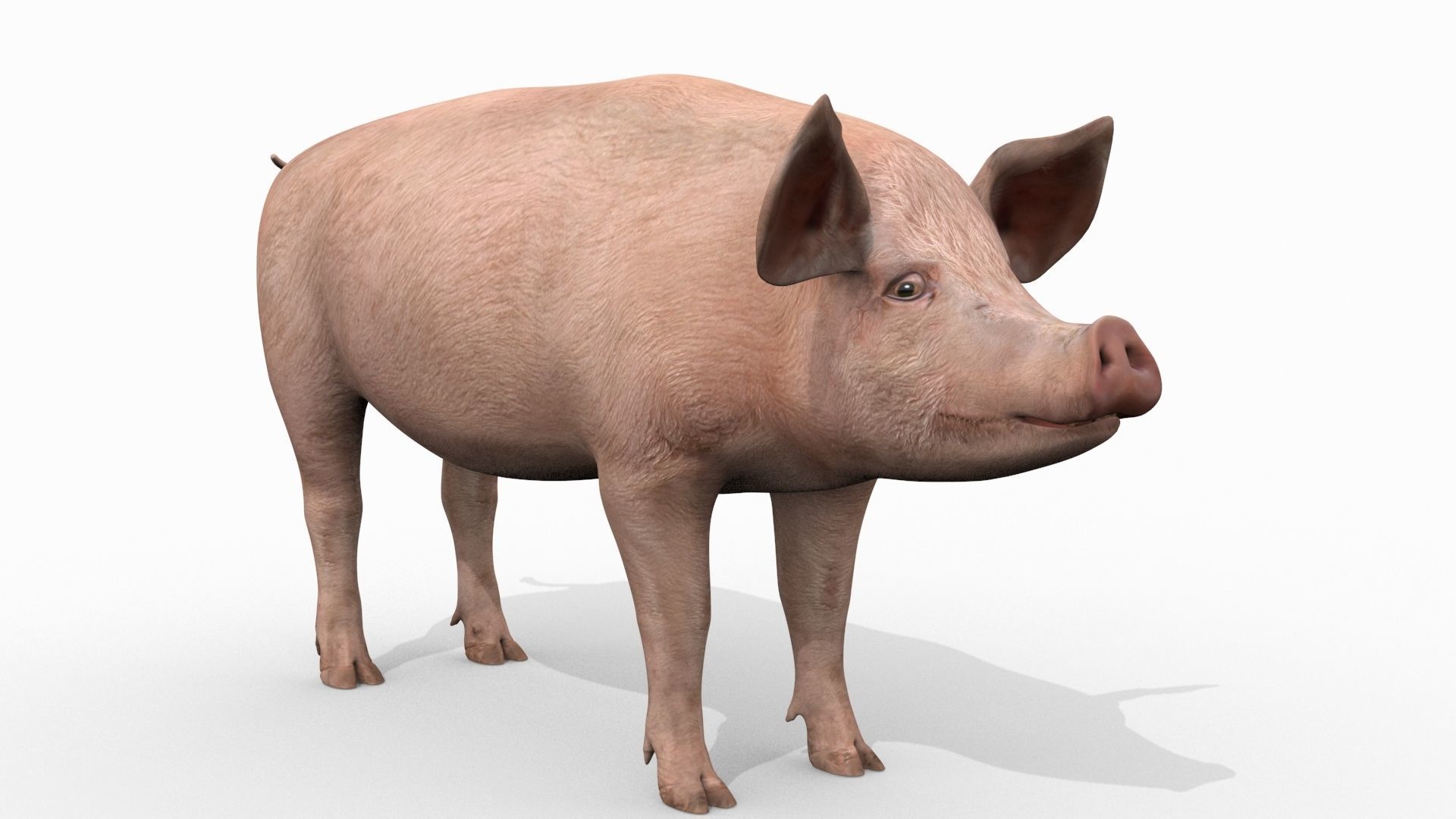 Farm and Forest Animal Pack HD - Animated 3D model_108