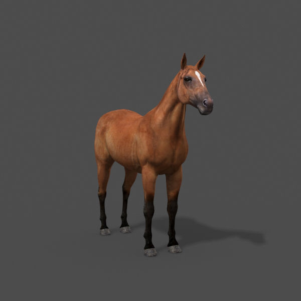 Farm and Forest Animal Pack HD - Animated 3D model_19
