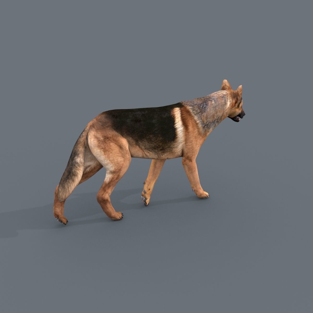 Farm and Forest Animal Pack HD - Animated 3D model_40