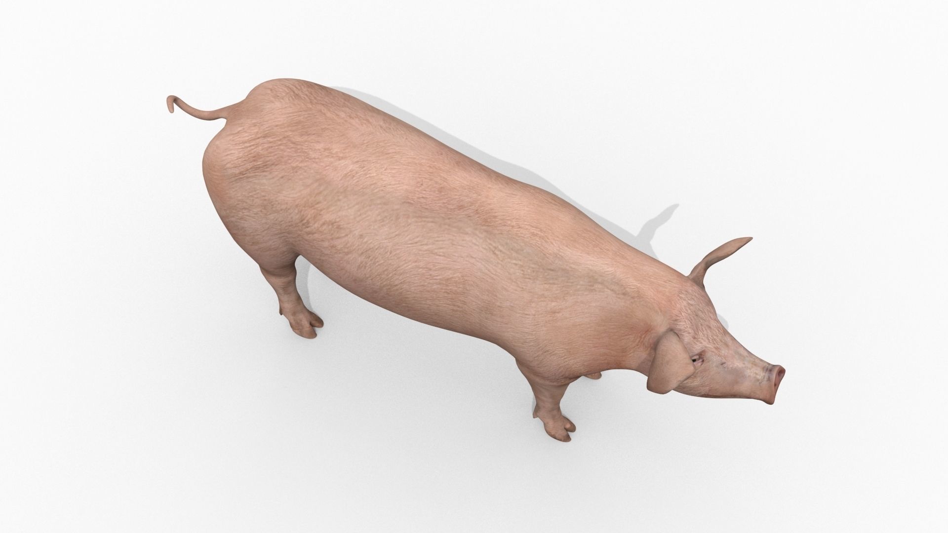 Farm and Forest Animal Pack HD - Animated 3D model_106