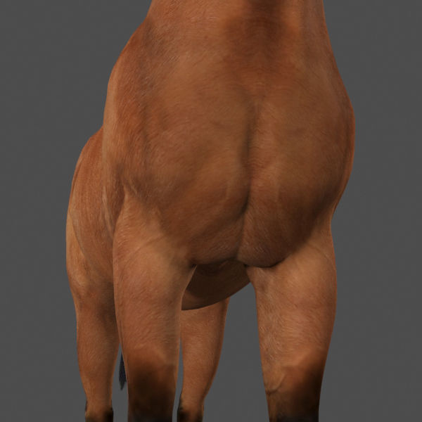 Farm and Forest Animal Pack HD - Animated 3D model_11