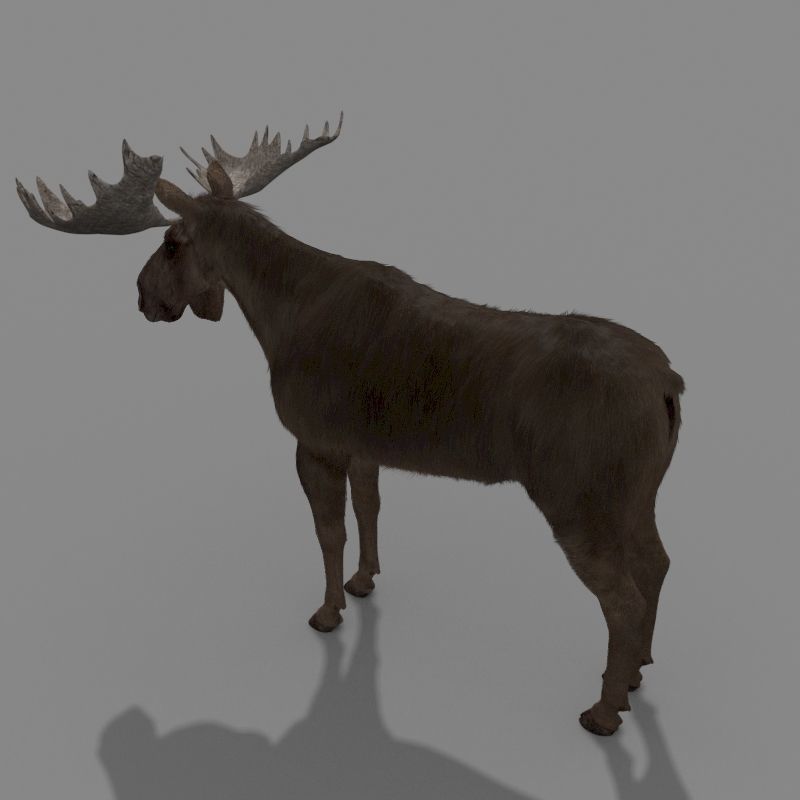 Farm and Forest Animal Pack HD - Animated 3D model_51