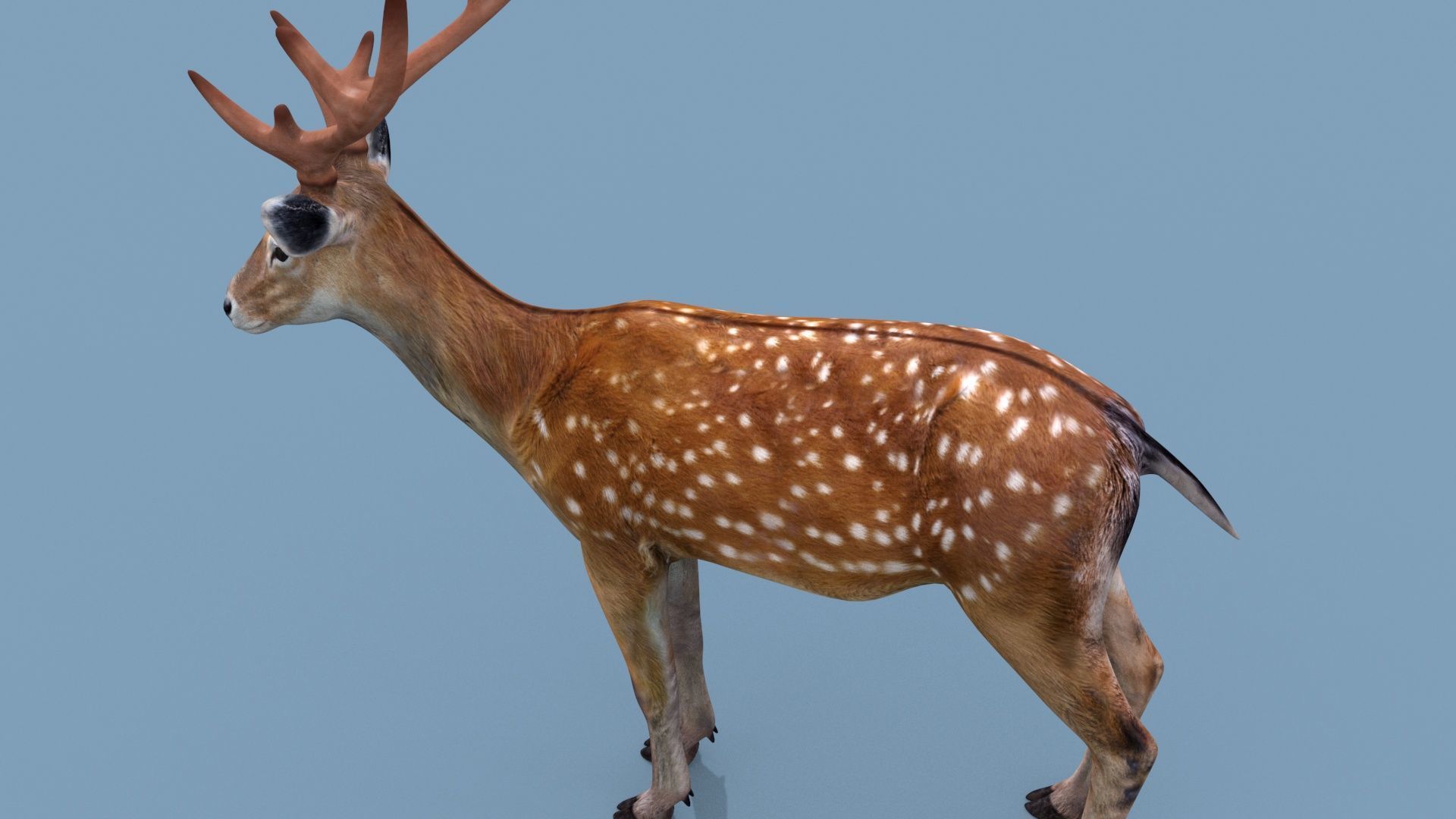 Farm and Forest Animal Pack HD - Animated 3D model_151