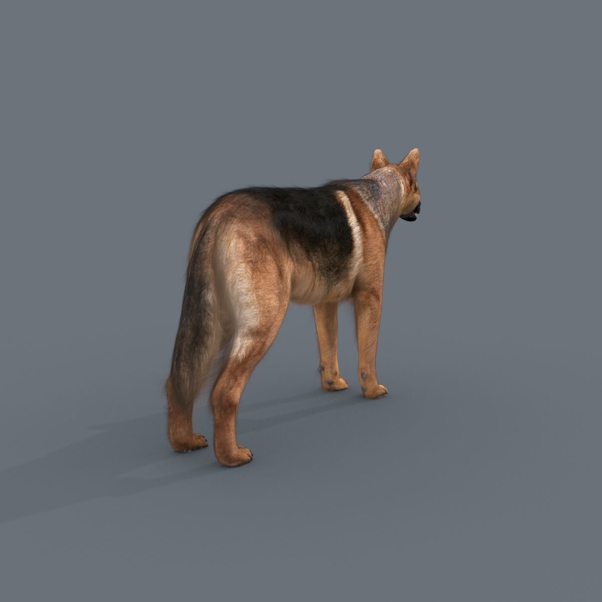 Farm and Forest Animal Pack HD - Animated 3D model_37