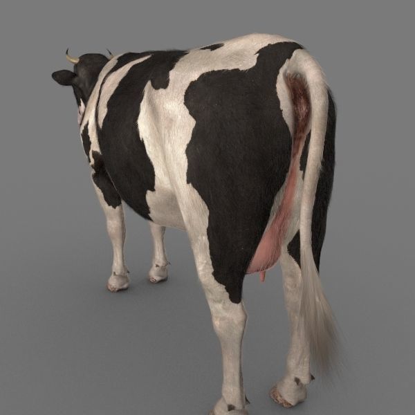 Farm and Forest Animal Pack HD - Animated 3D model_113
