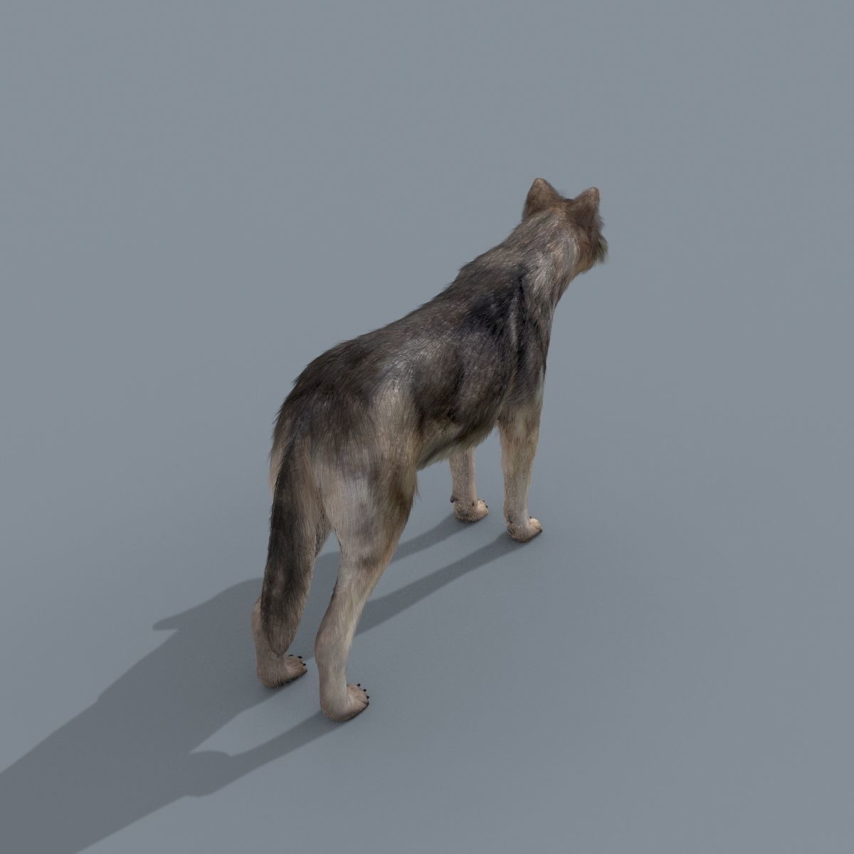 Farm and Forest Animal Pack HD - Animated 3D model_131