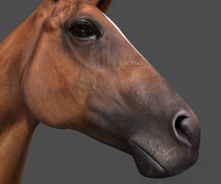 Farm and Forest Animal Pack HD - Animated 3D model_12