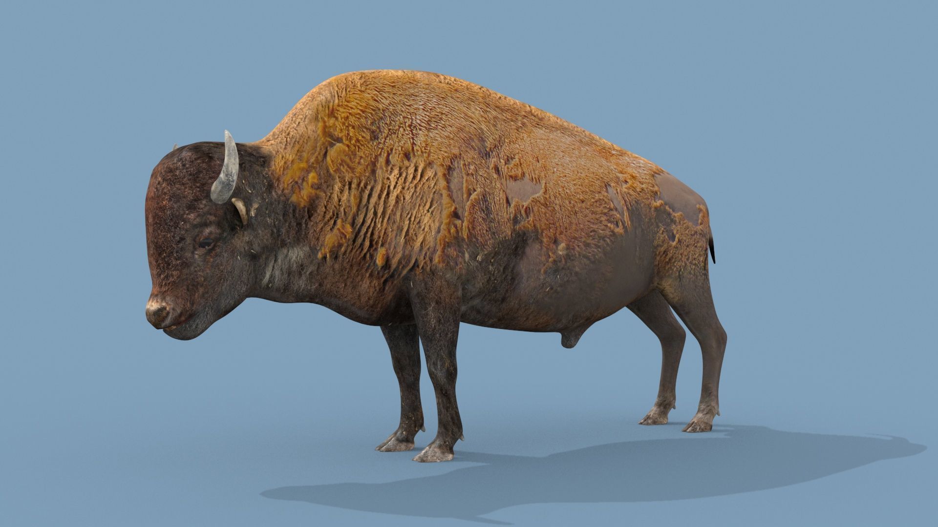 Farm and Forest Animal Pack HD - Animated 3D model_141