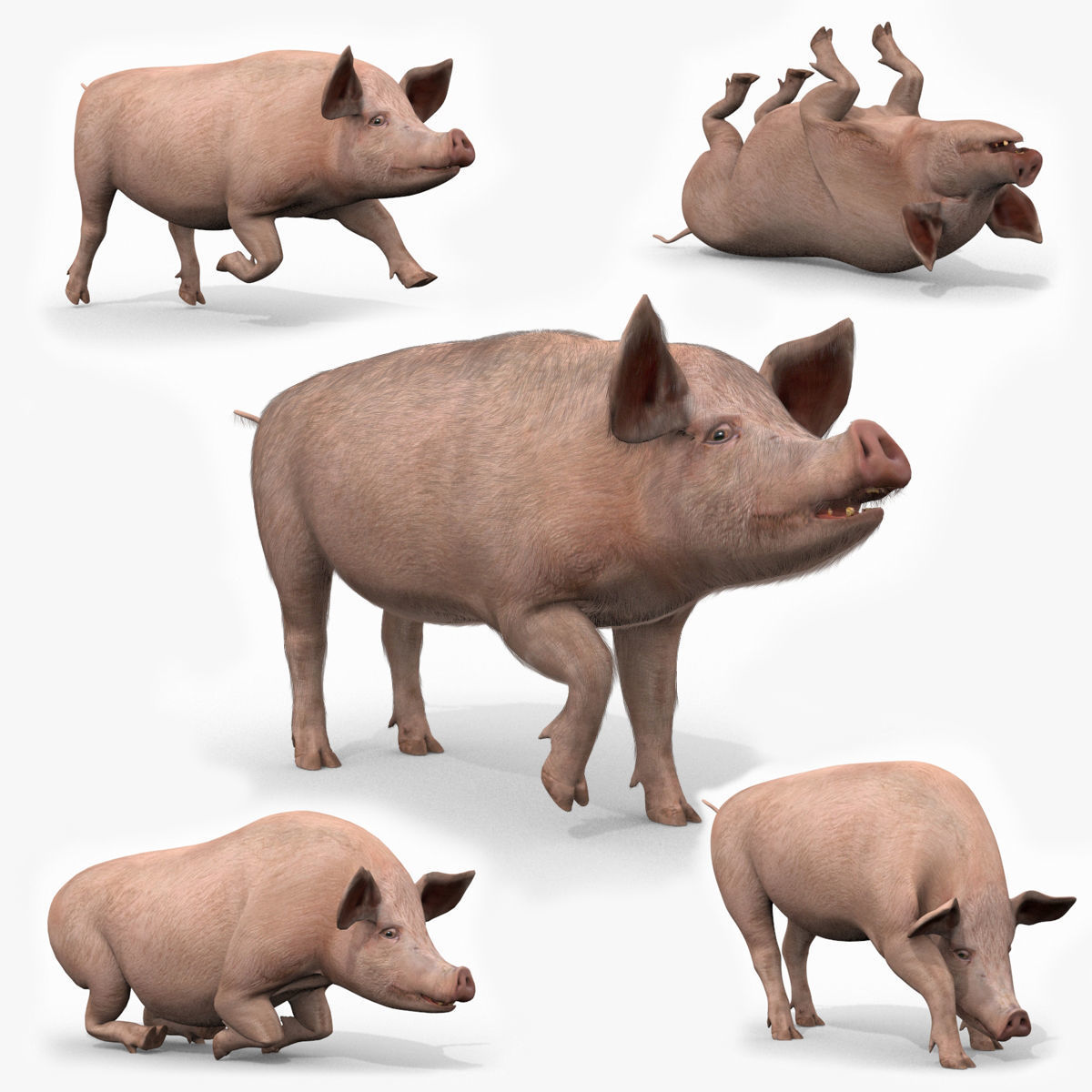 Farm and Forest Animal Pack HD - Animated 3D model_104