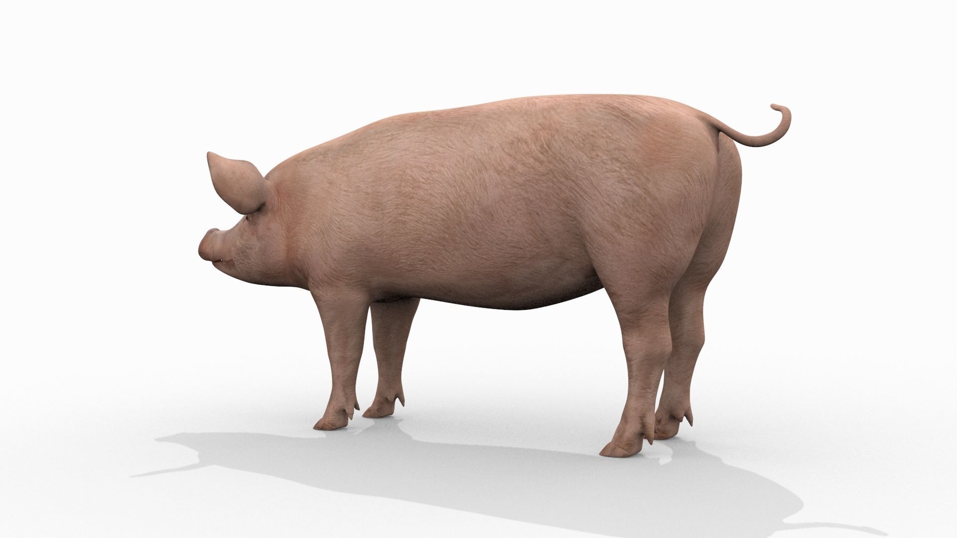 Farm and Forest Animal Pack HD - Animated 3D model_107