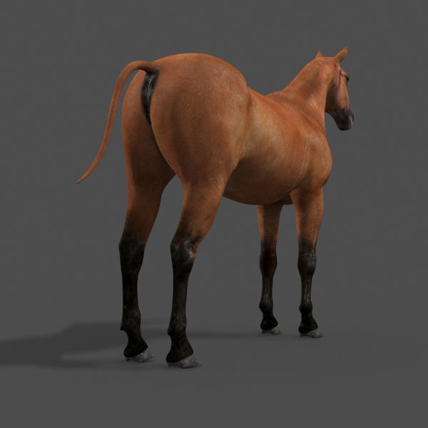 Farm and Forest Animal Pack HD - Animated 3D model_20