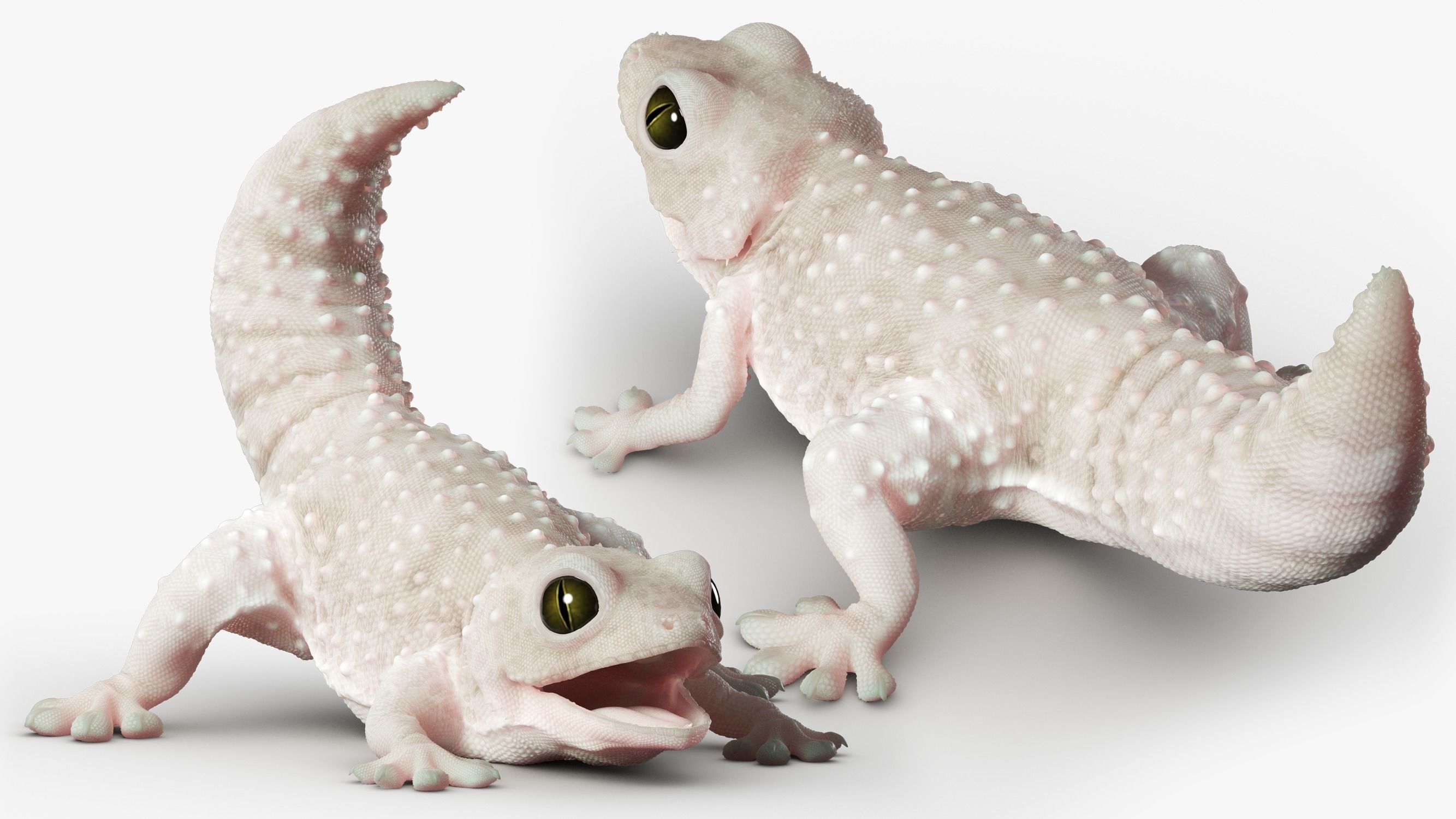 Gecko Reptile 3DS Max 3D model_4