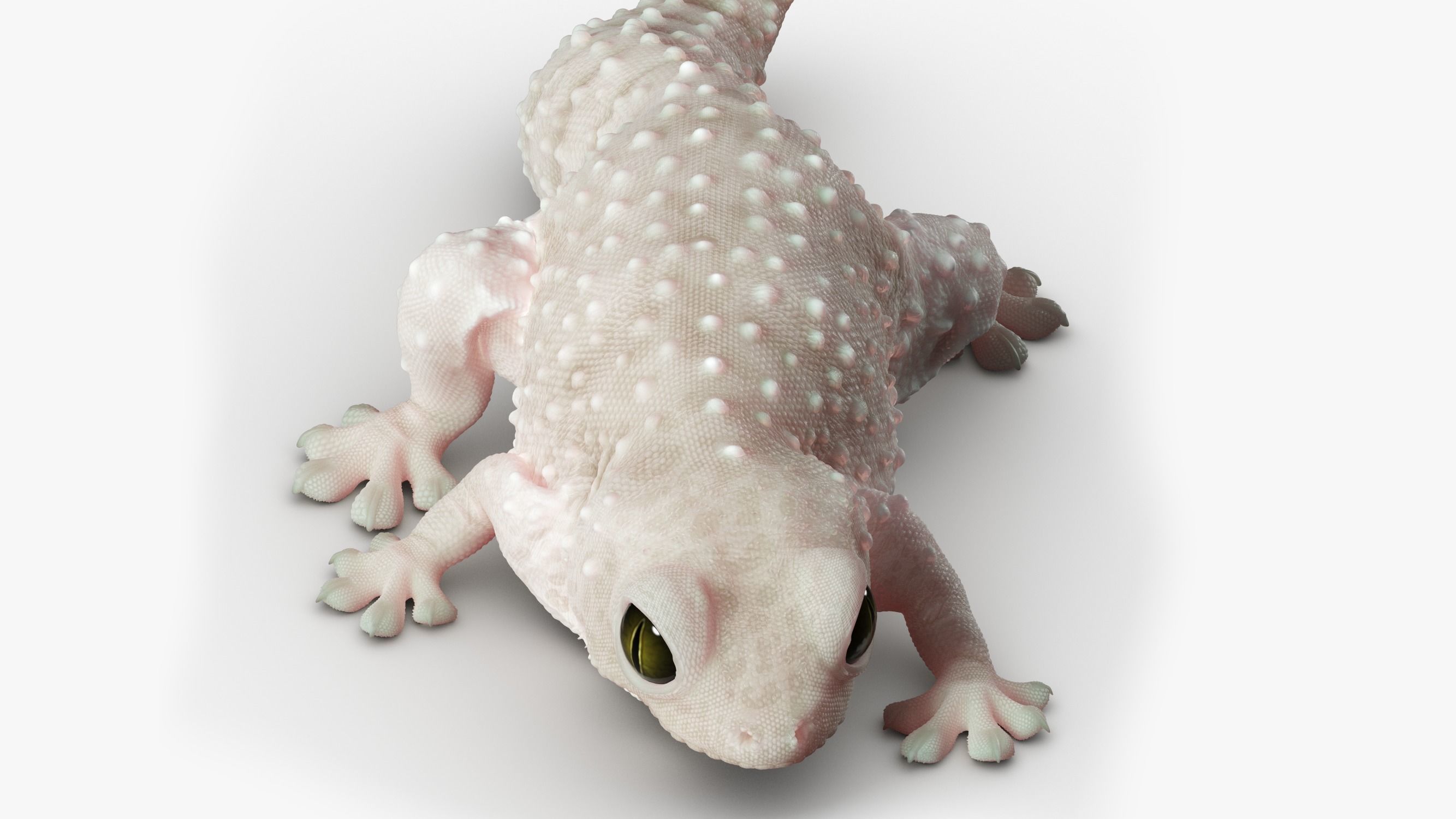 Gecko Reptile 3DS Max 3D model_7