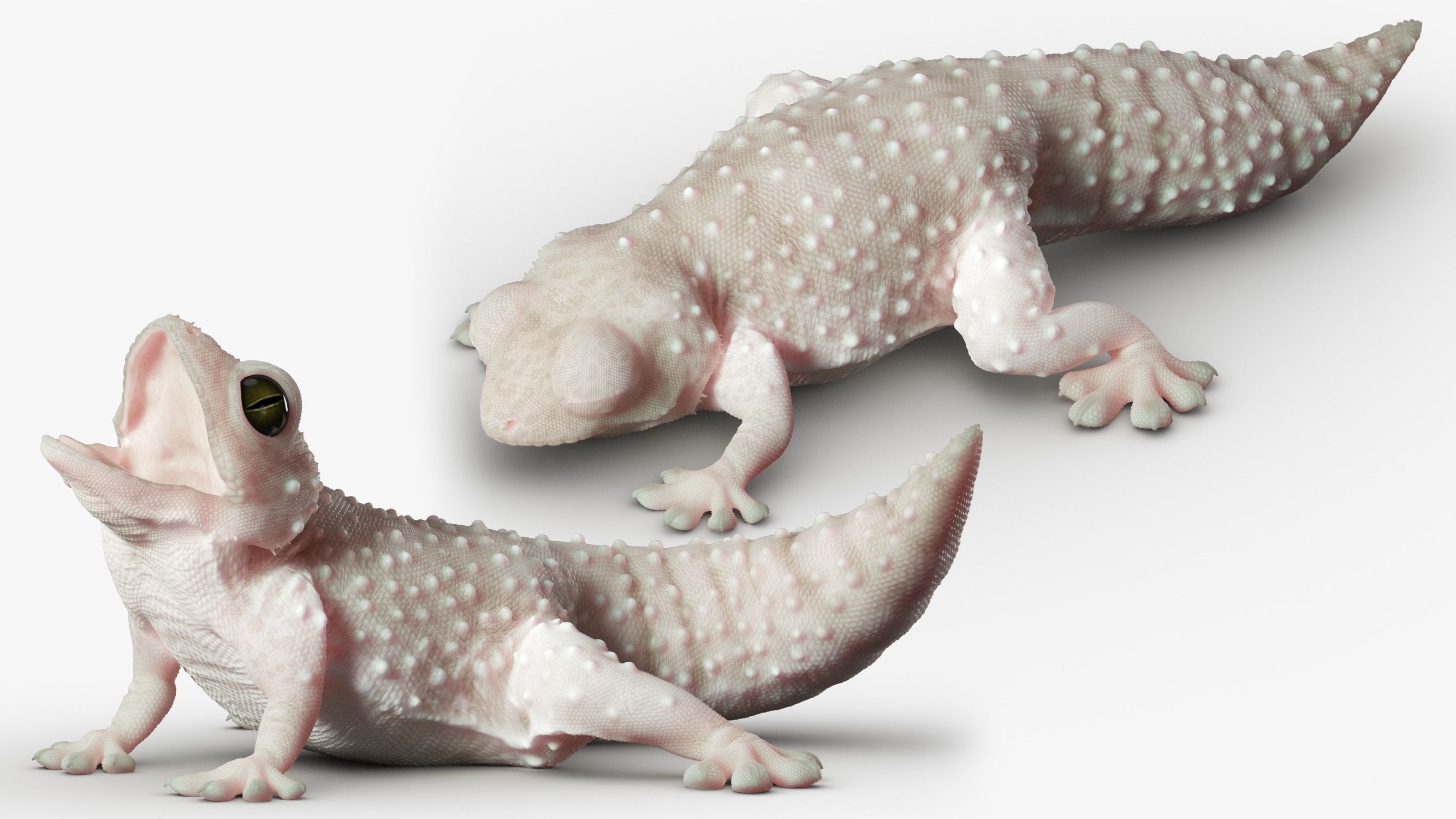 Gecko Reptile 3DS Max 3D model_6