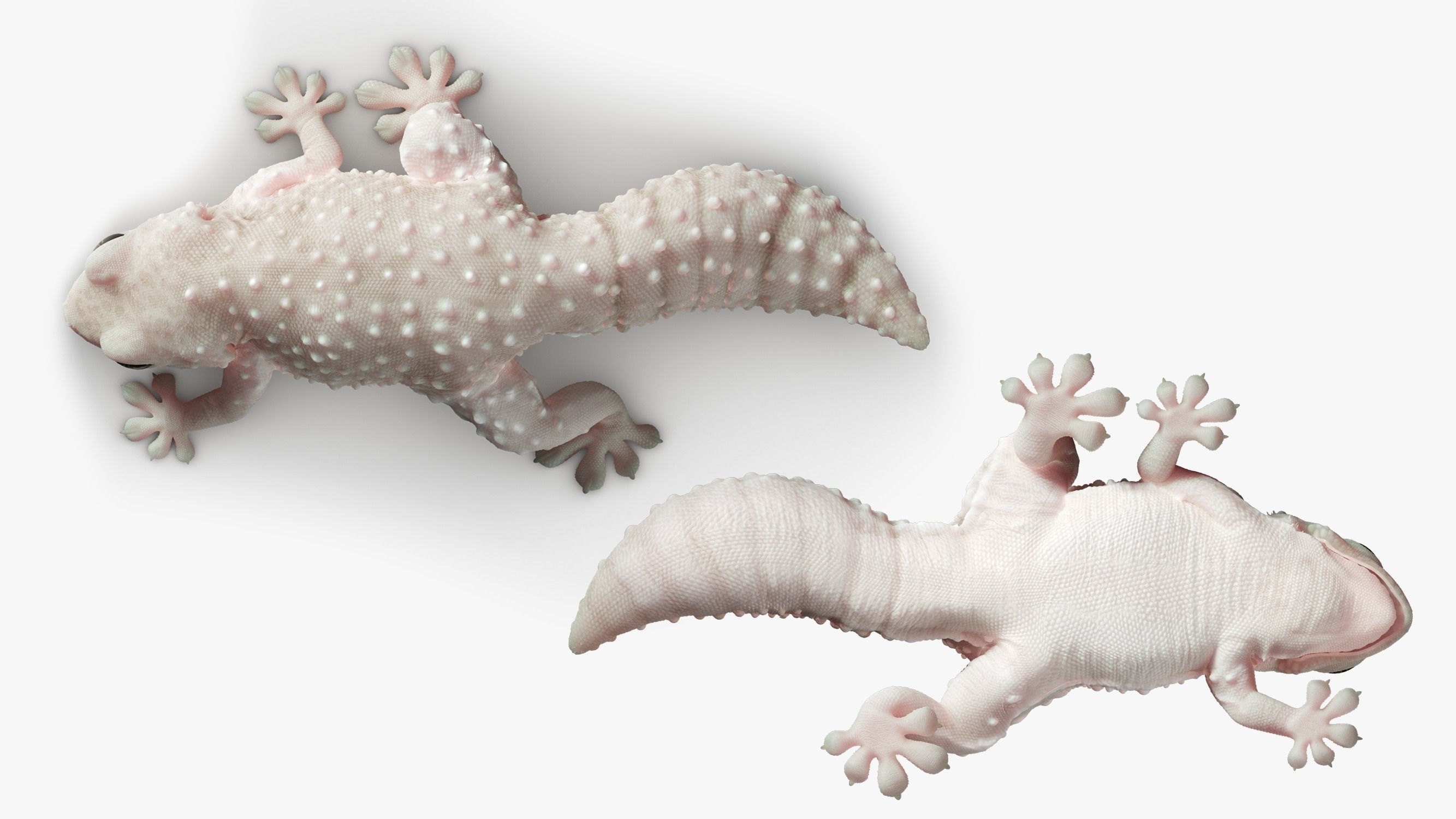 Gecko Reptile 3DS Max 3D model_5