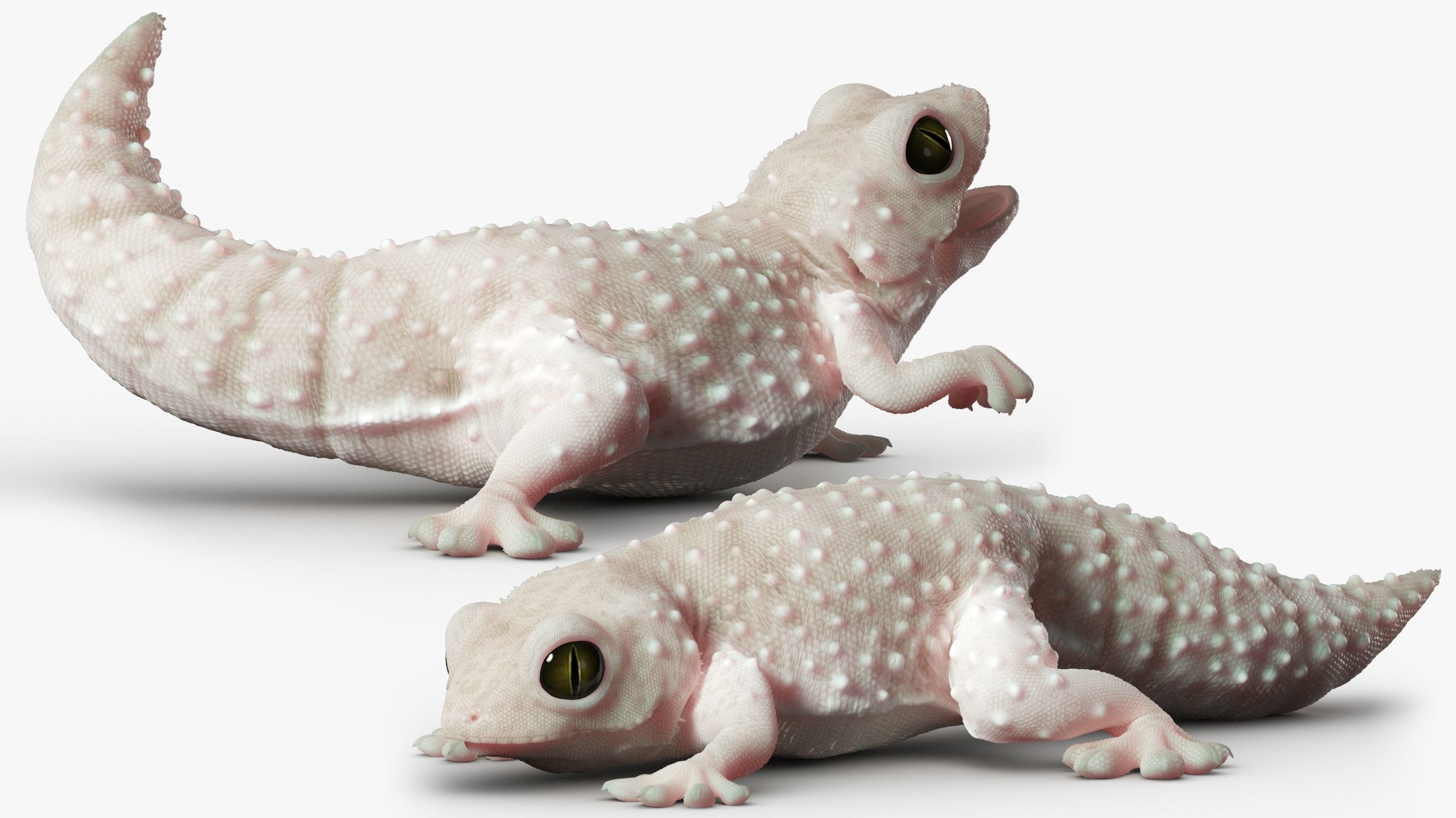 Gecko Reptile 3DS Max 3D model_2