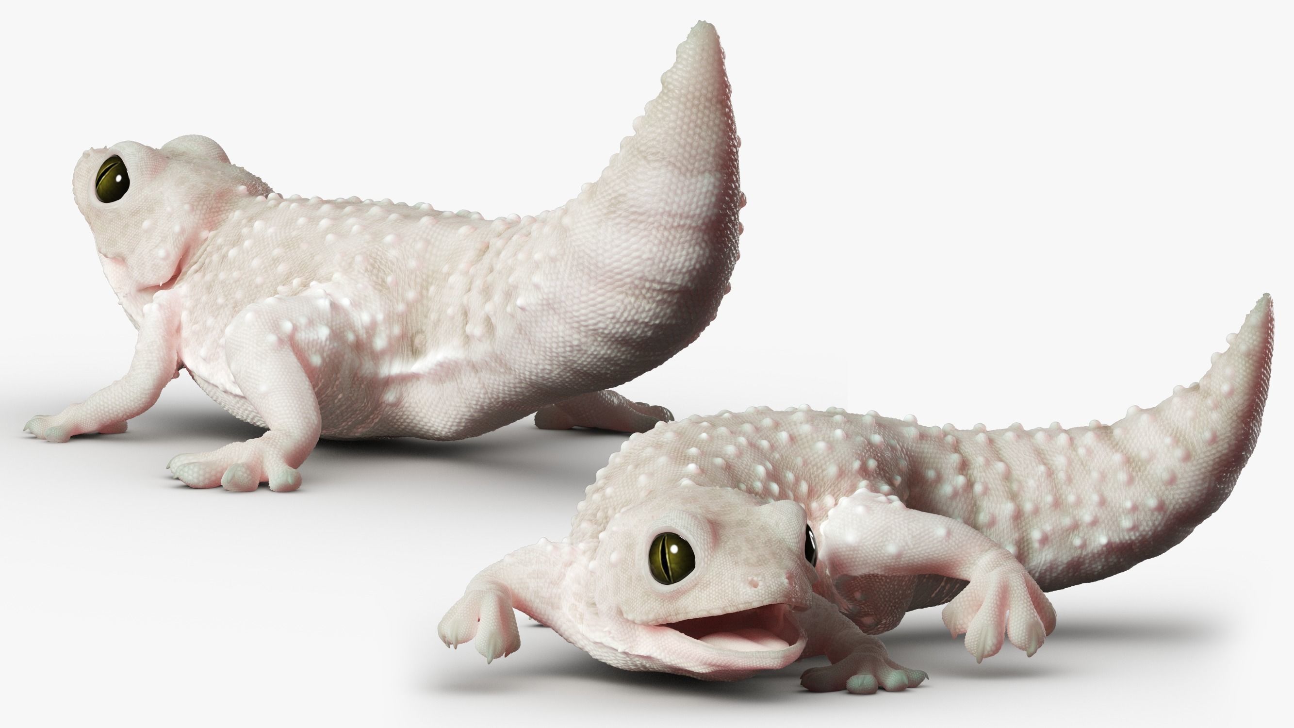 Gecko Reptile 3DS Max 3D model_3